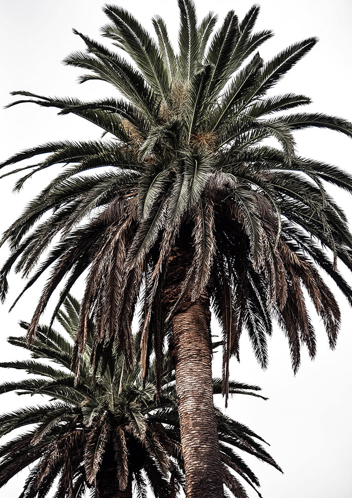 Arabian Palms