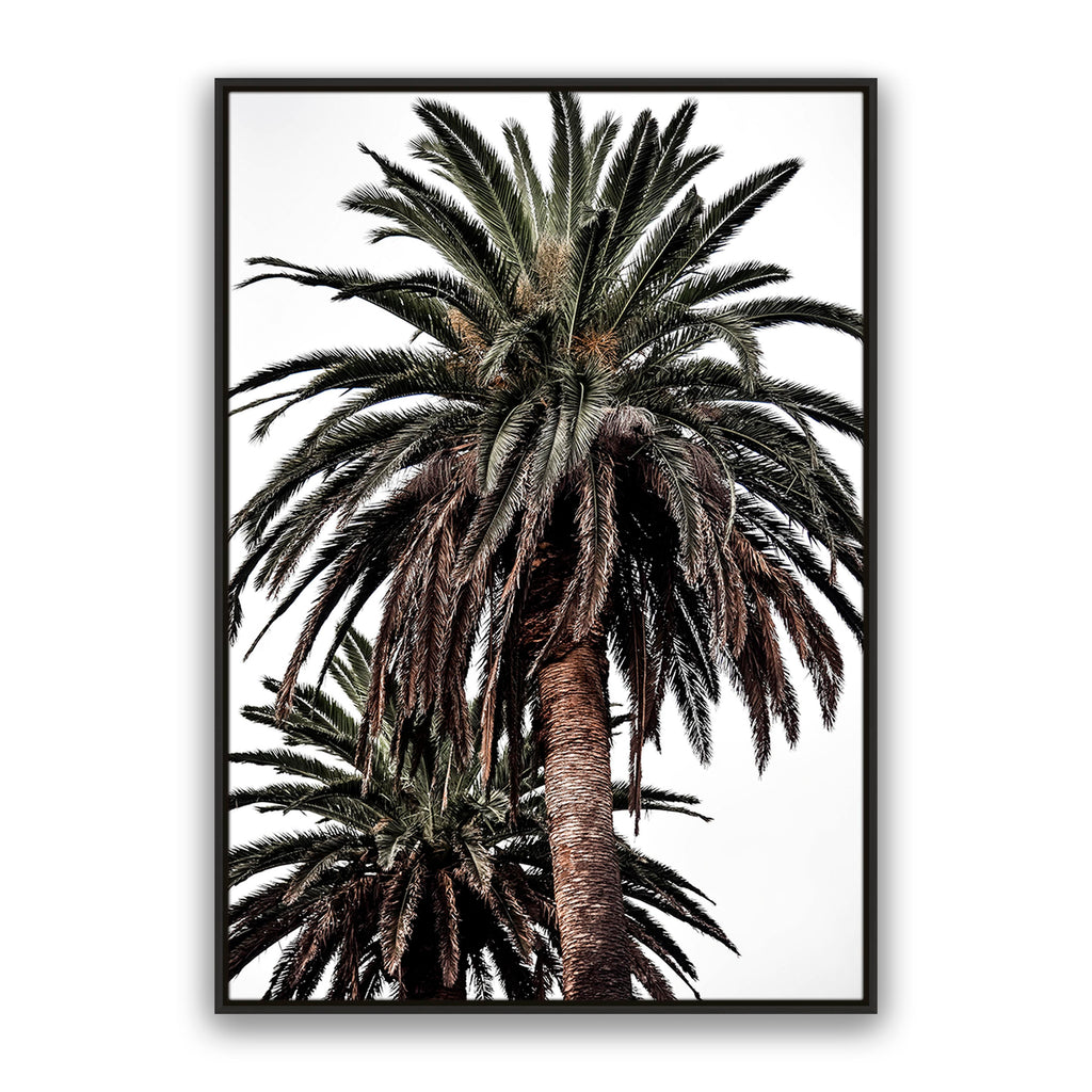 Arabian Palms