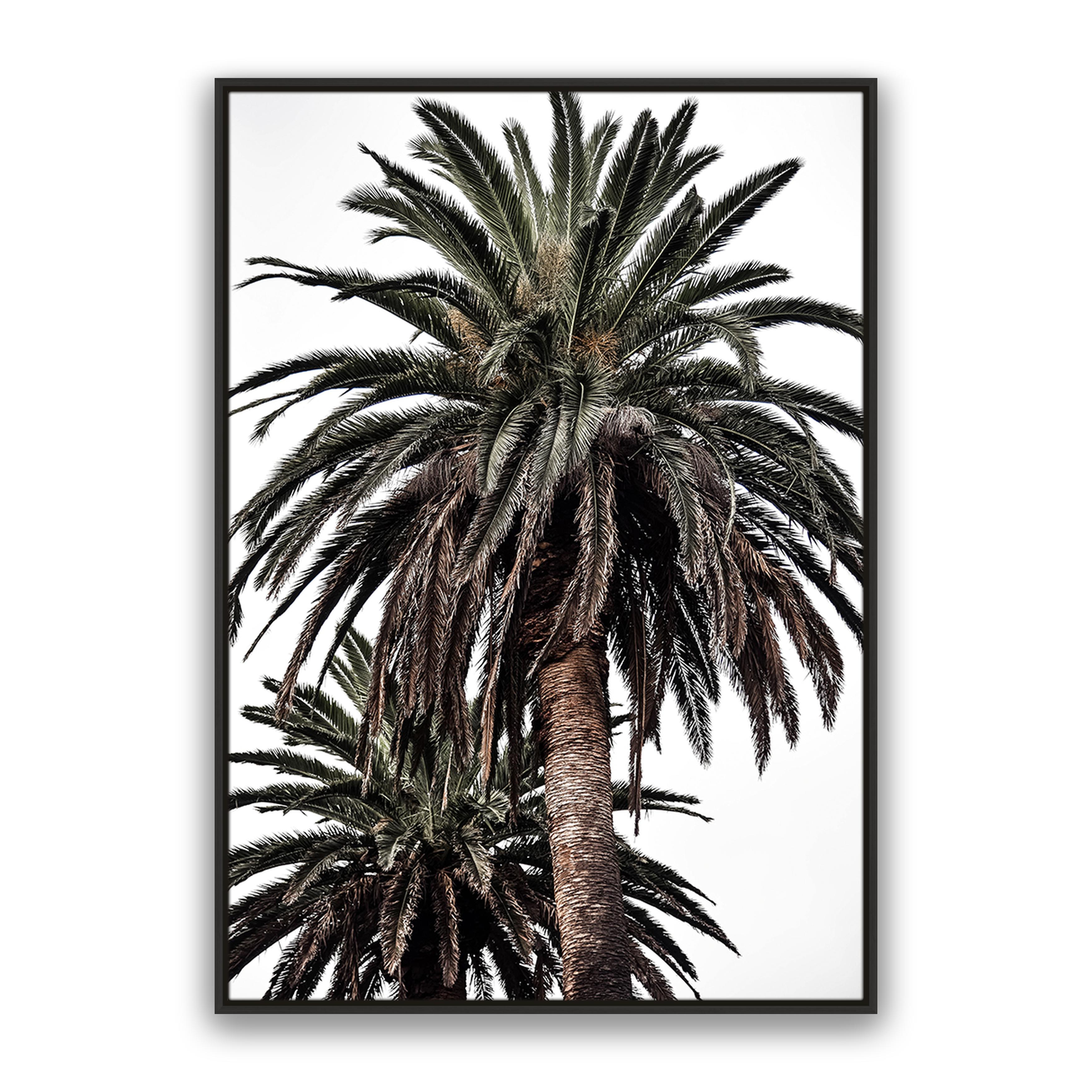 Arabian Palms
