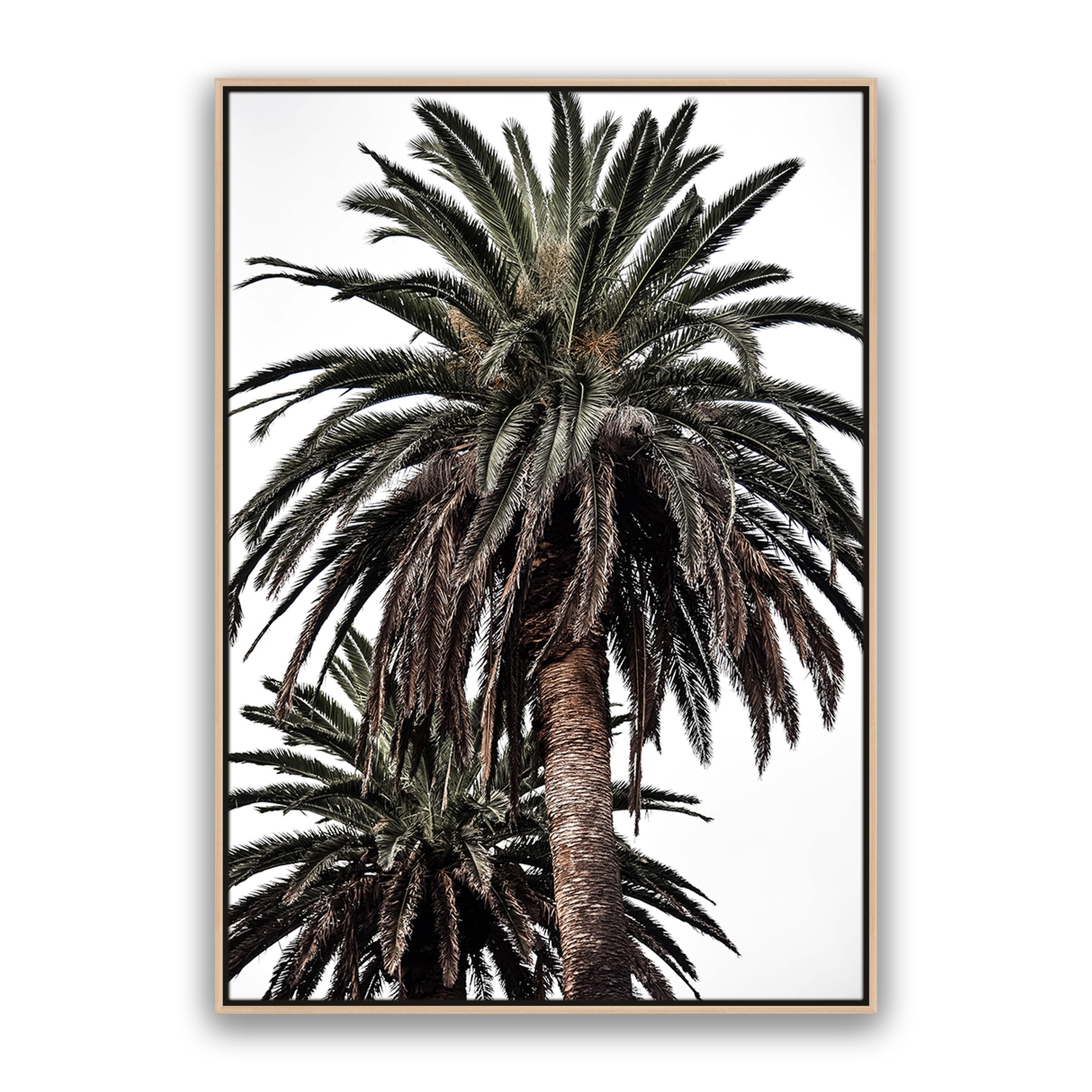 Arabian Palms