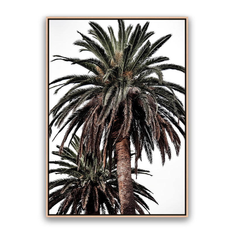 Arabian Palms