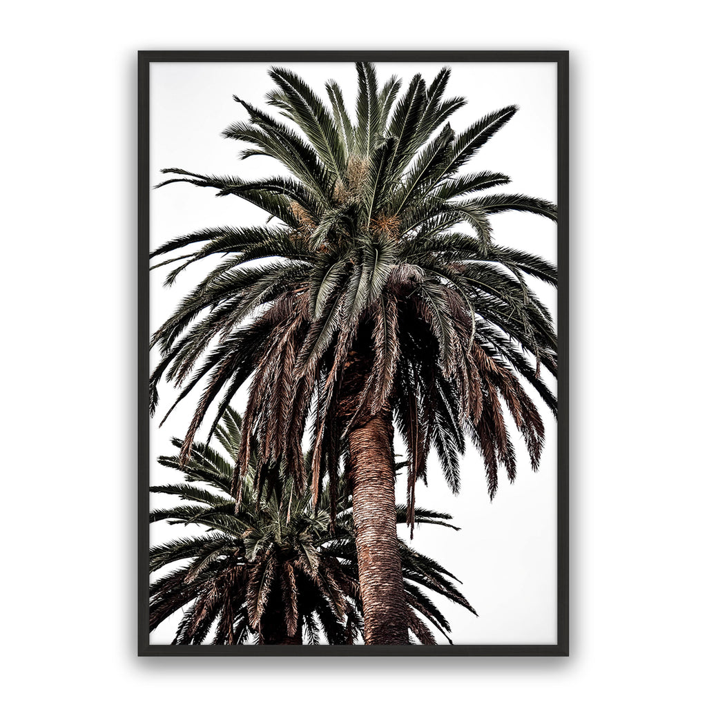 Arabian Palms