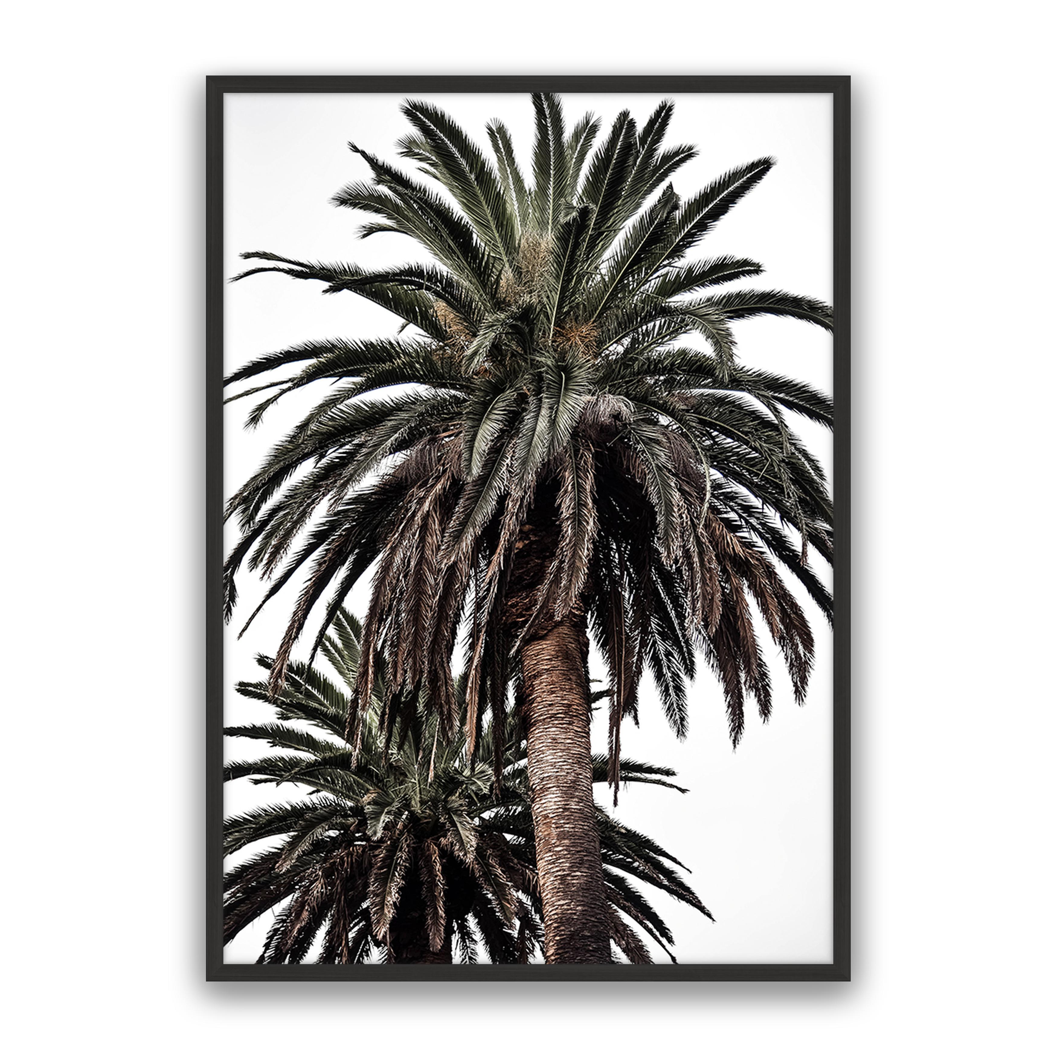 Arabian Palms