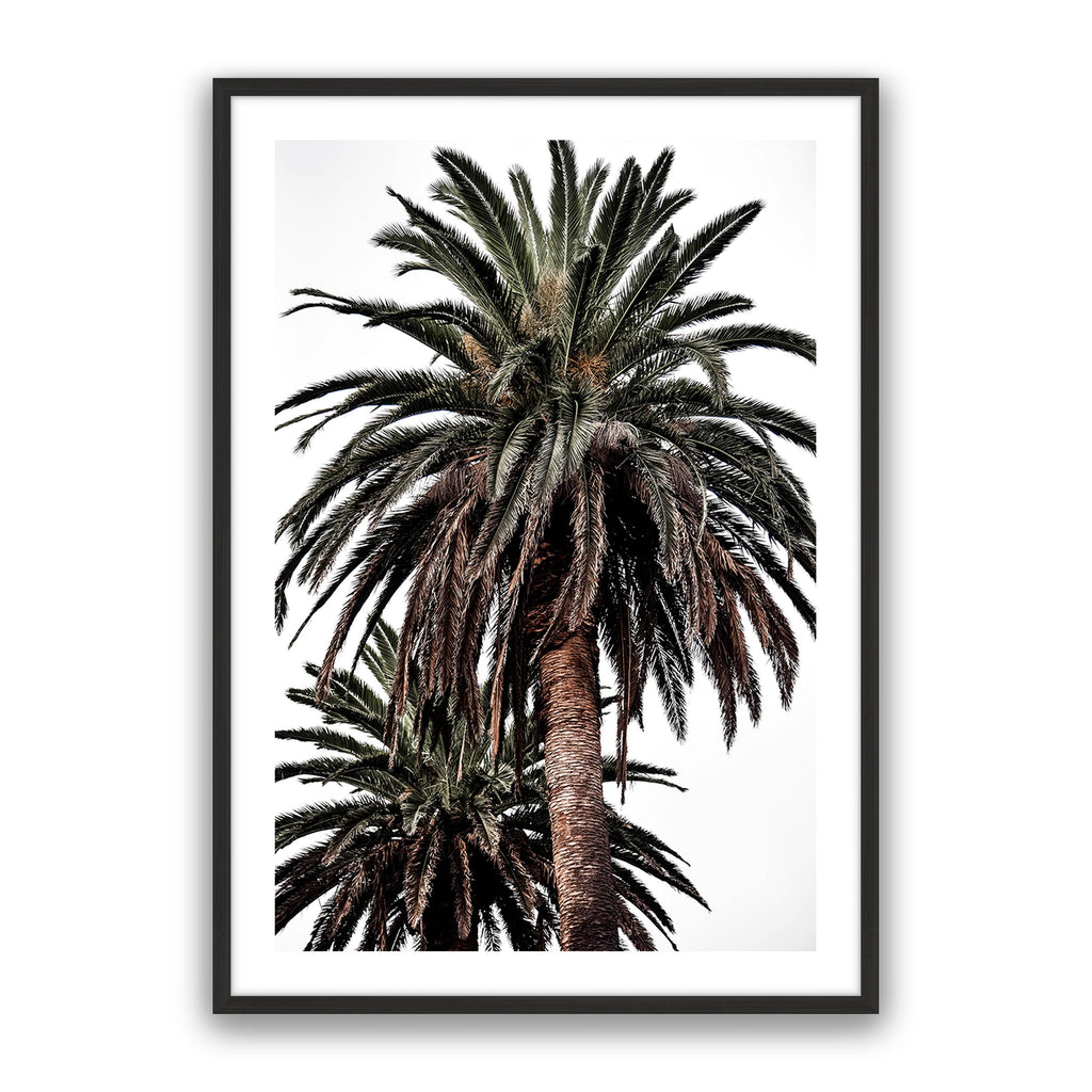 Arabian Palms