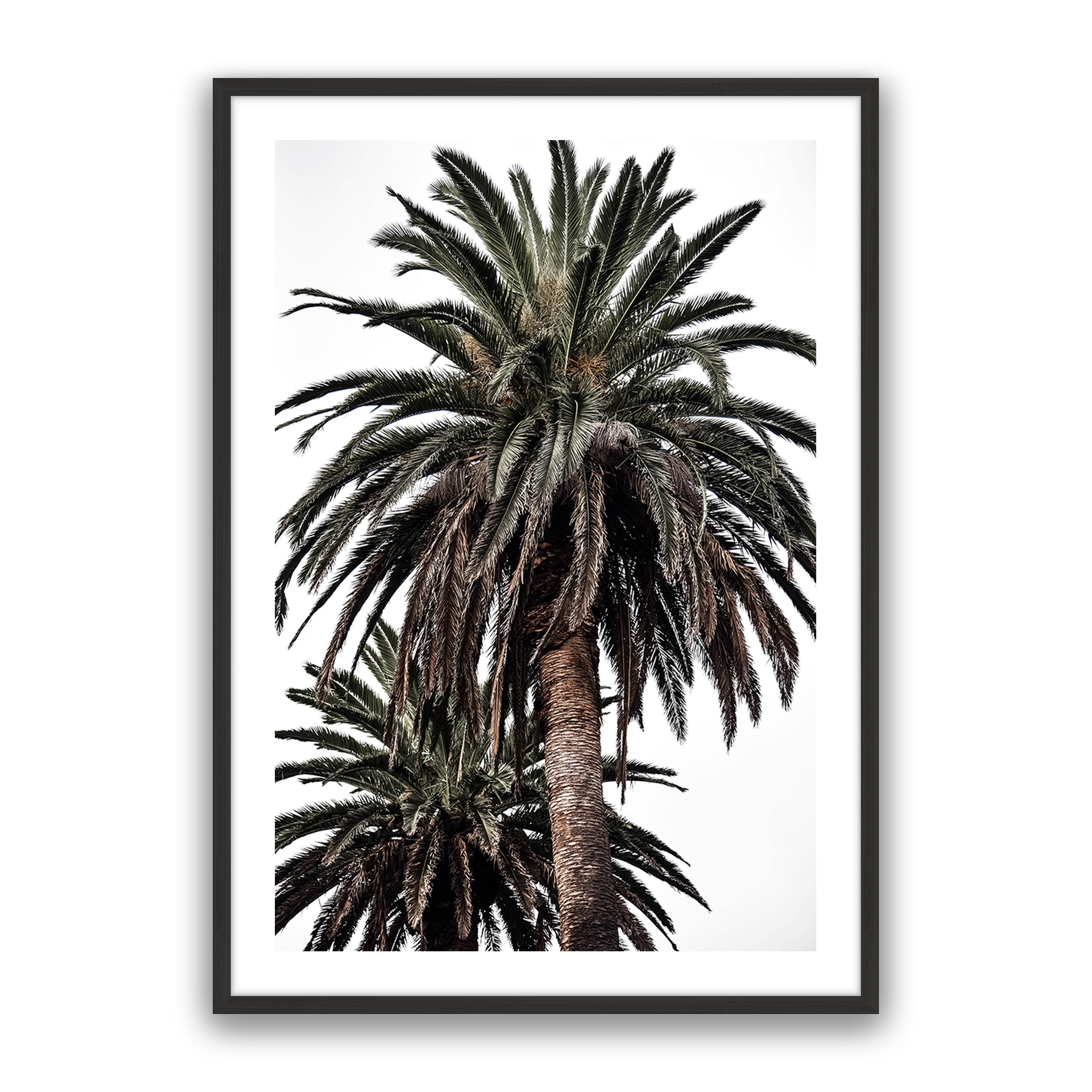 Arabian Palms