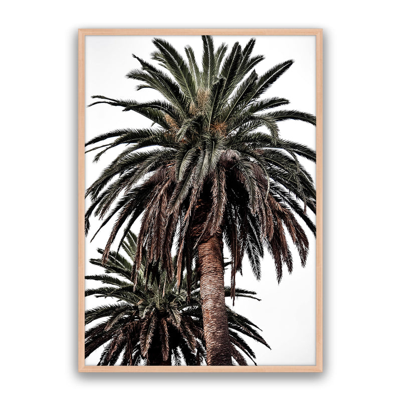 Arabian Palms