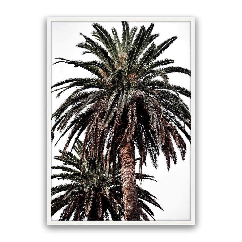 Arabian Palms