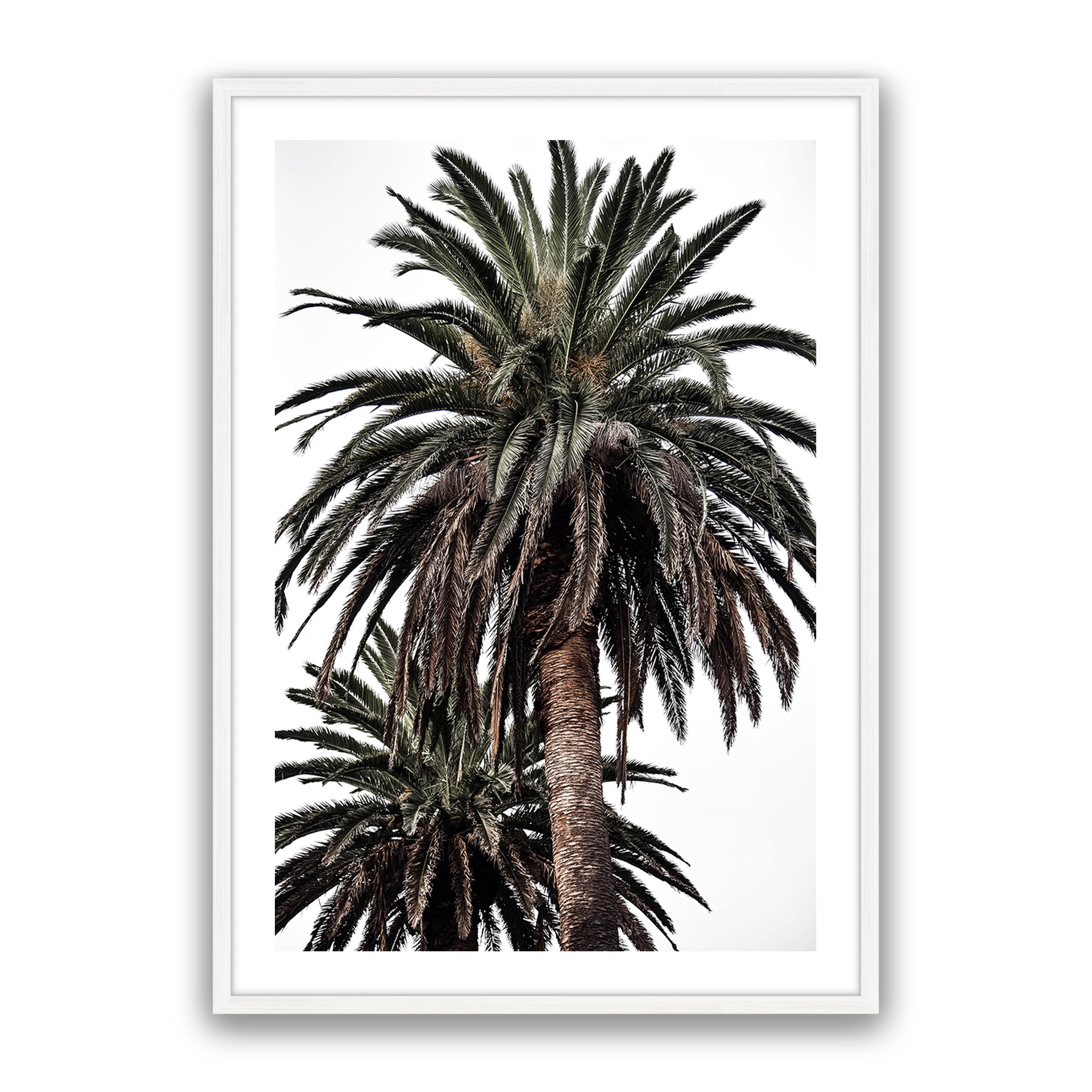 Arabian Palms