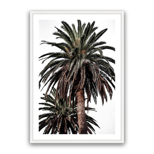 Arabian Palms