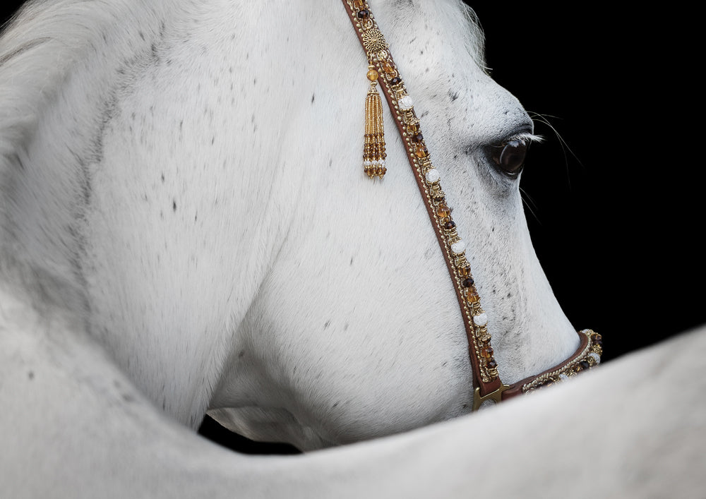 Arabian Horse