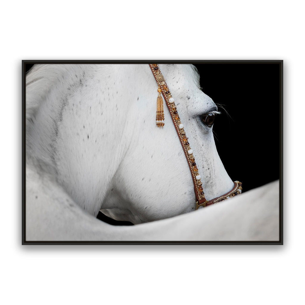 Arabian Horse