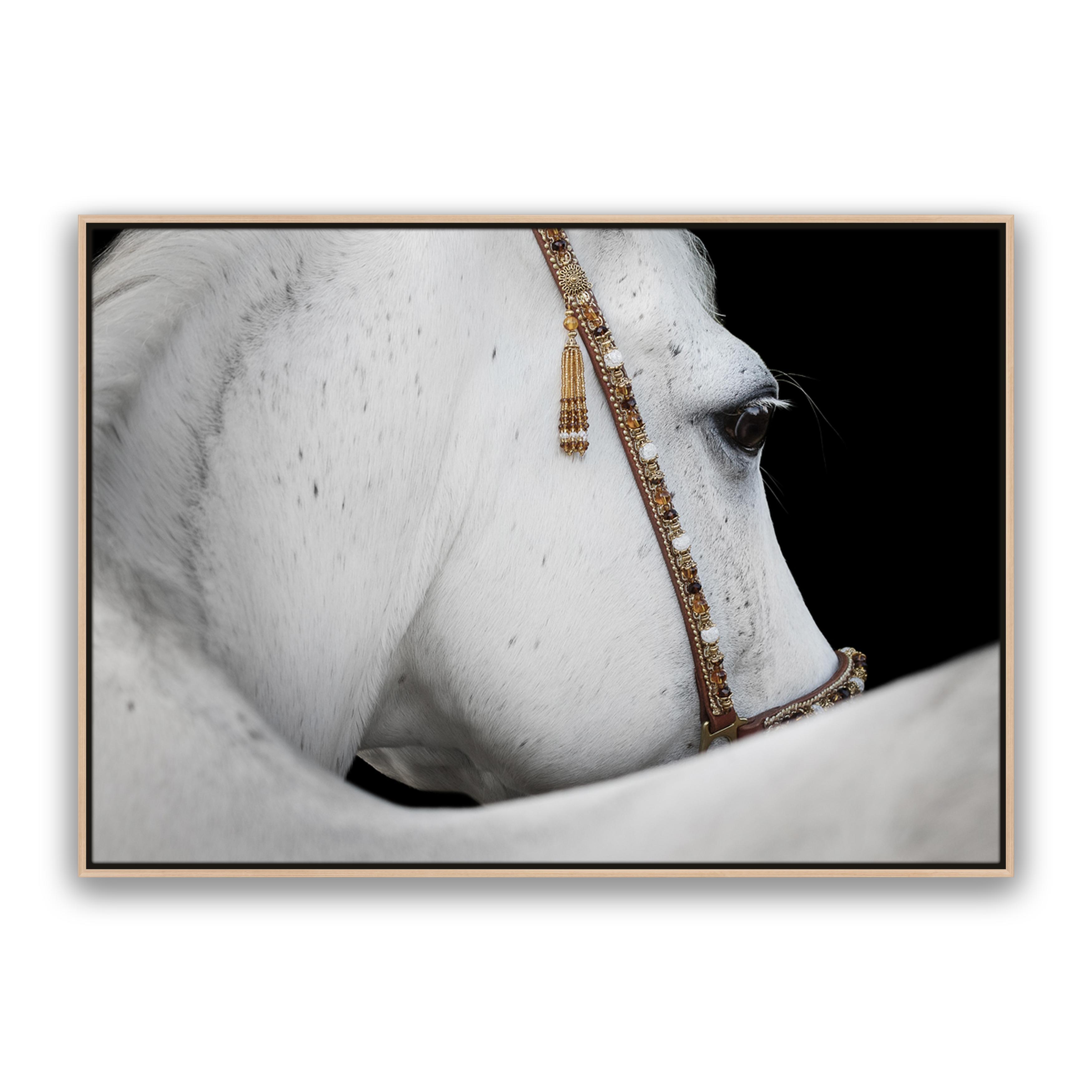 Arabian Horse