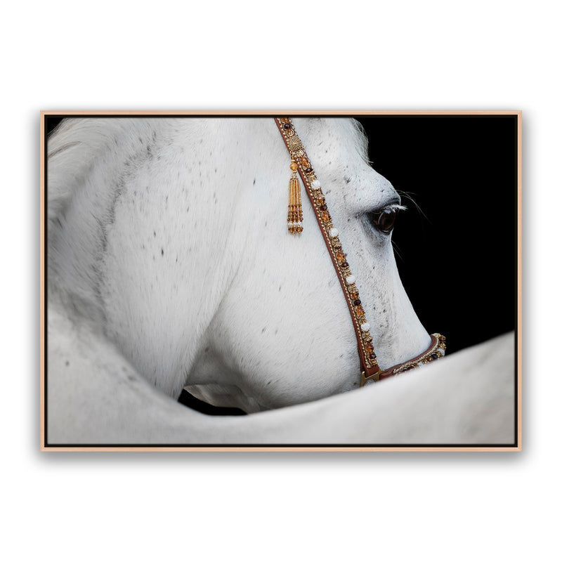 Arabian Horse