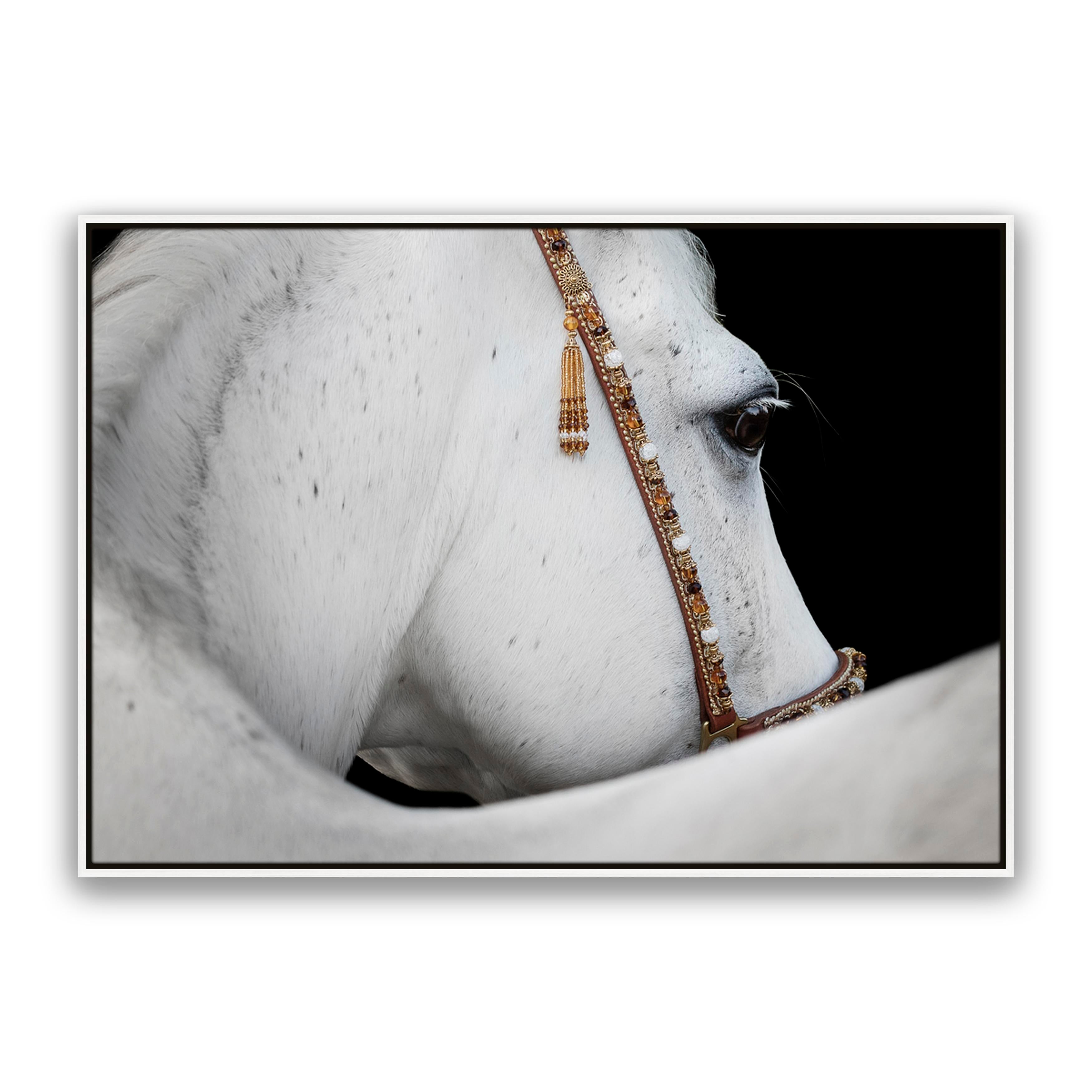 Arabian Horse
