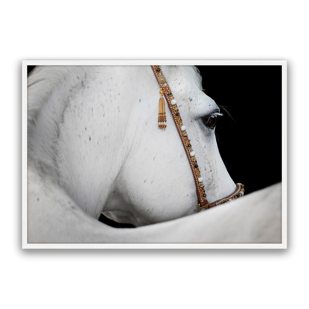Arabian Horse