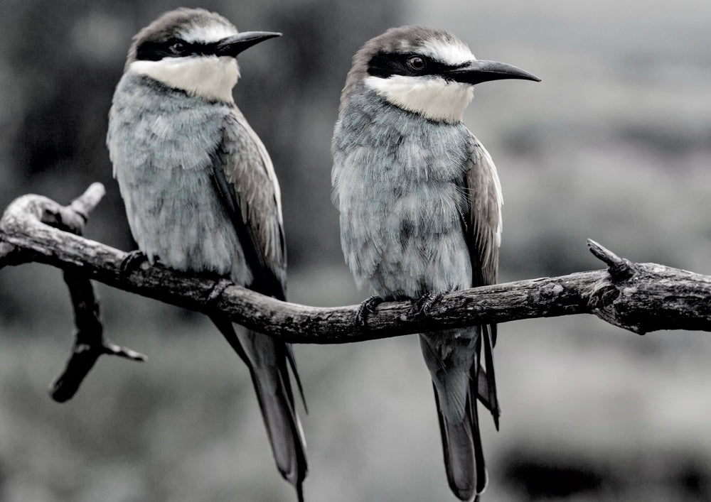 Silver Birds