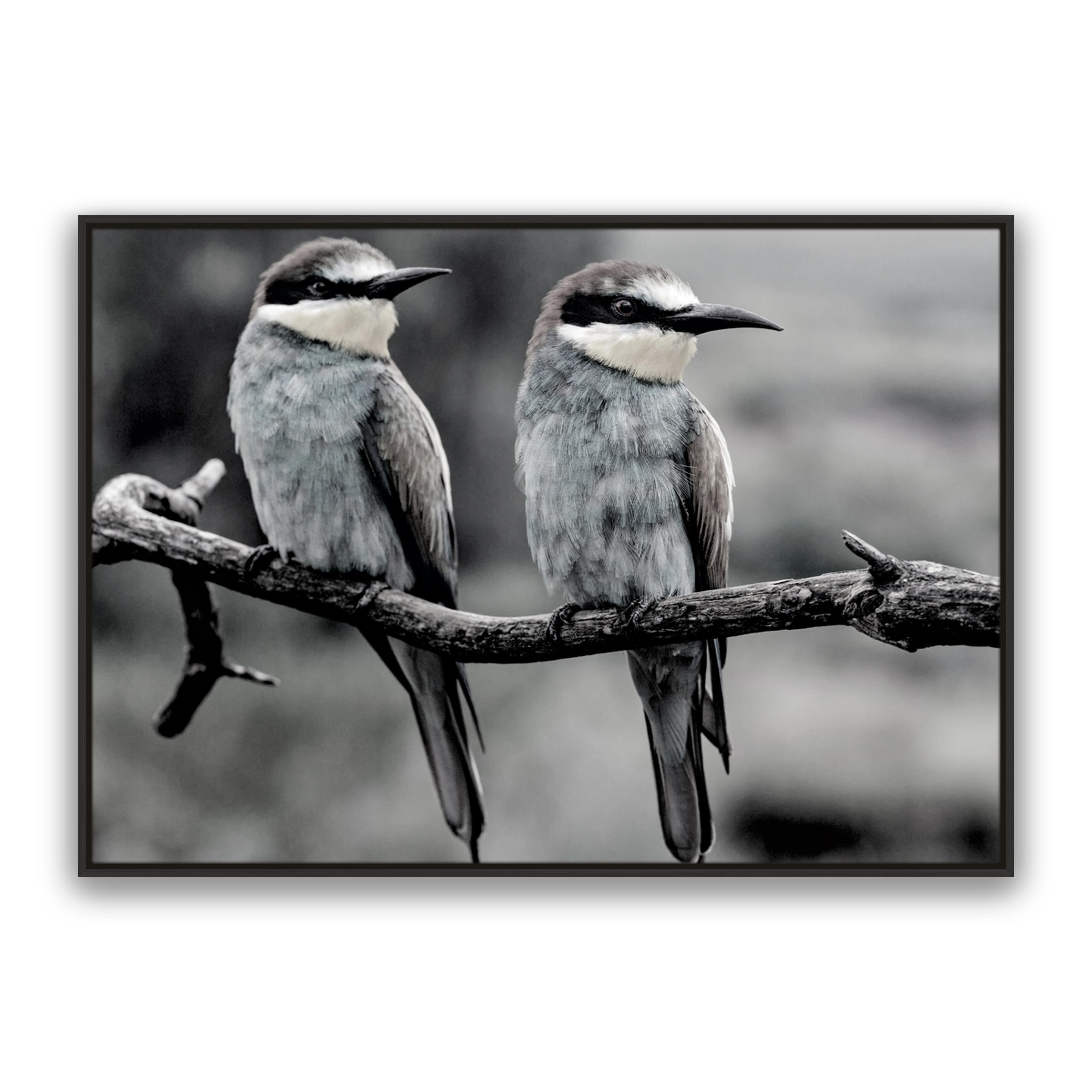 Silver Birds