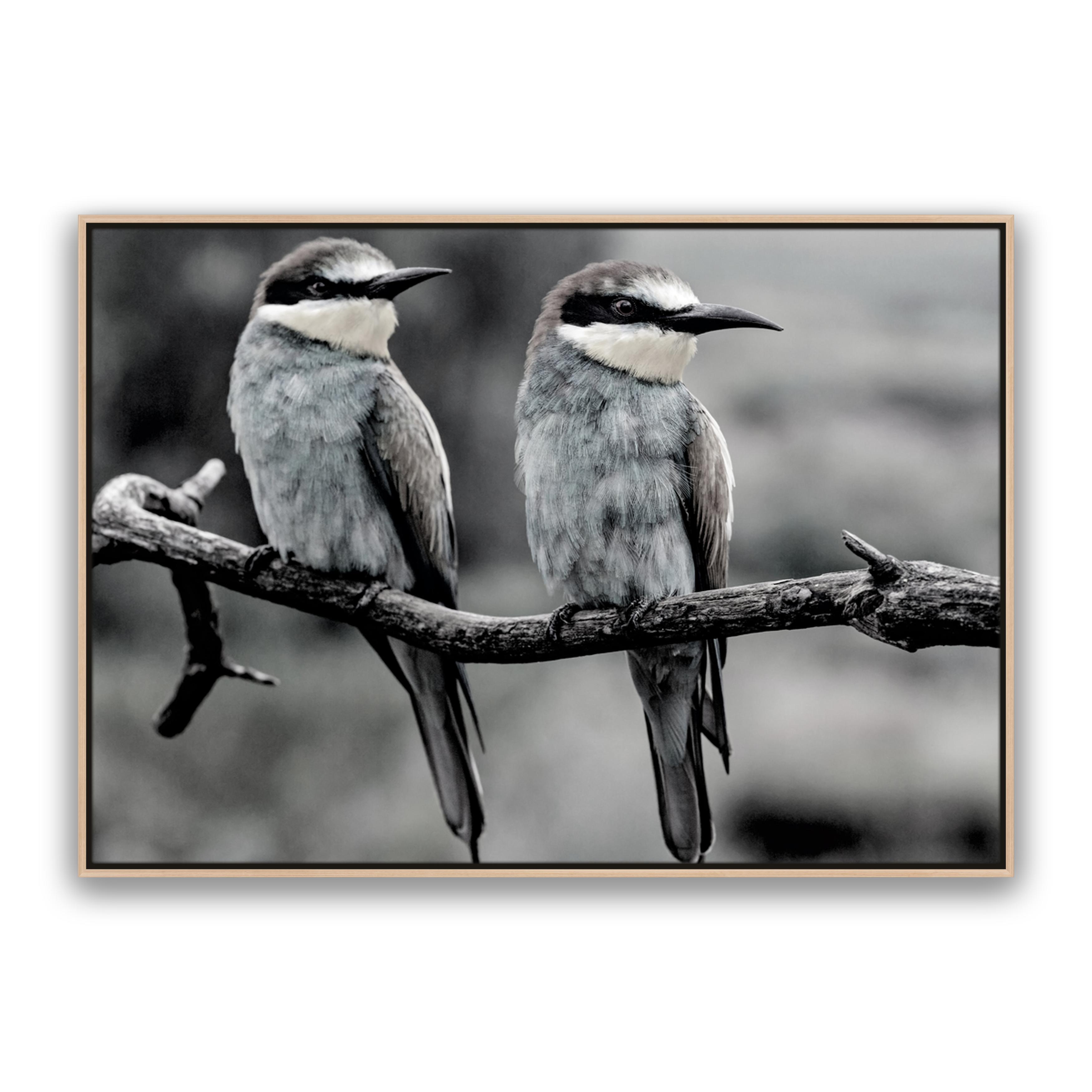 Silver Birds