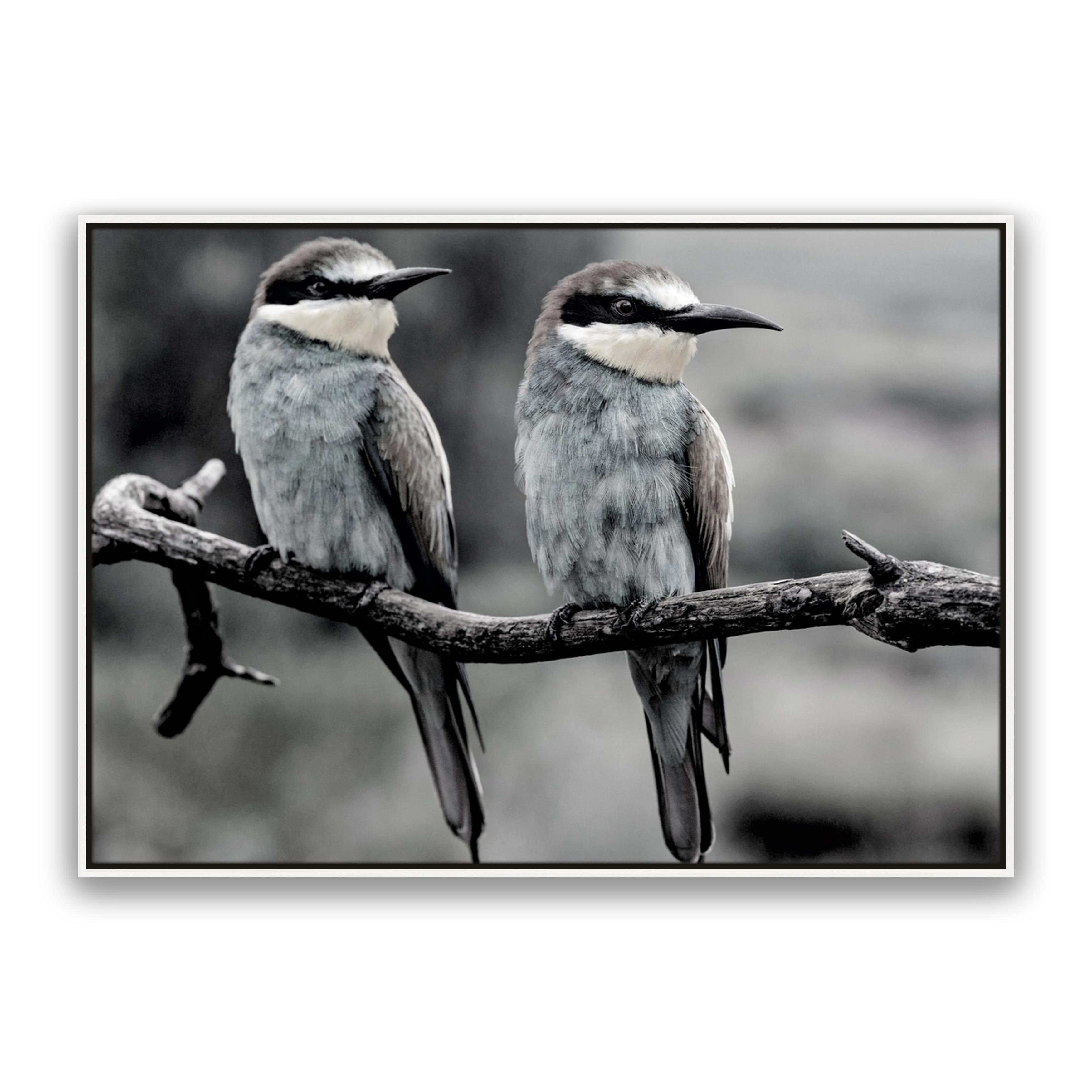 Silver Birds