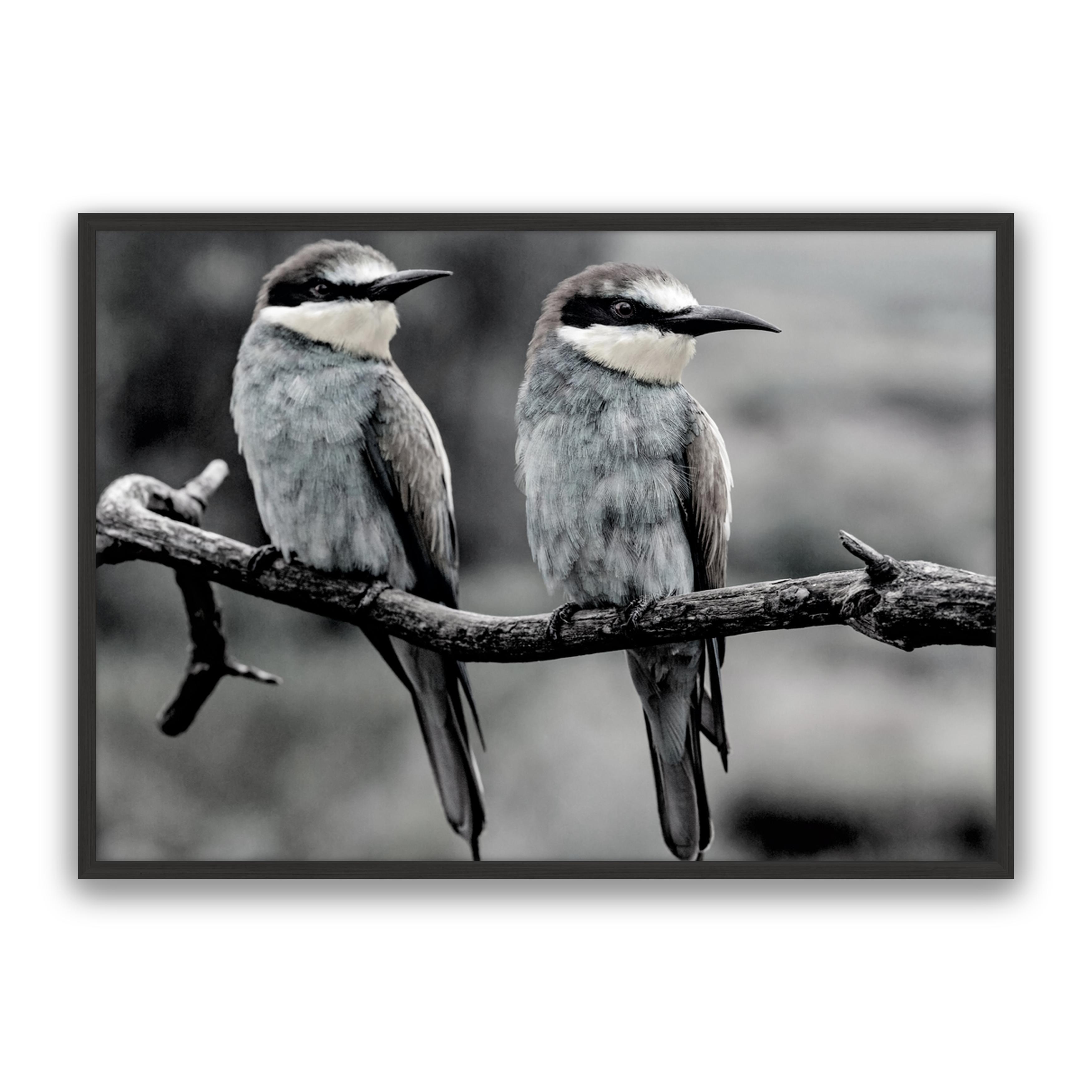 Silver Birds