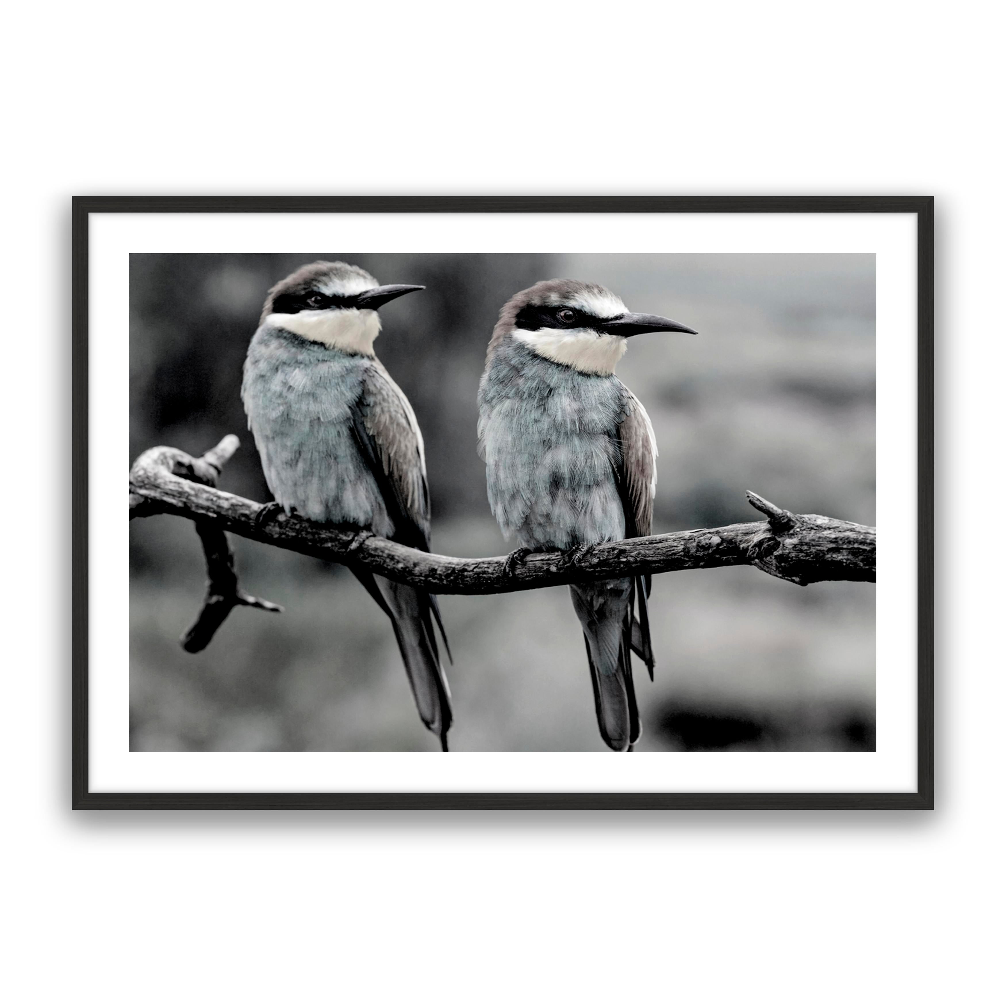 Silver Birds
