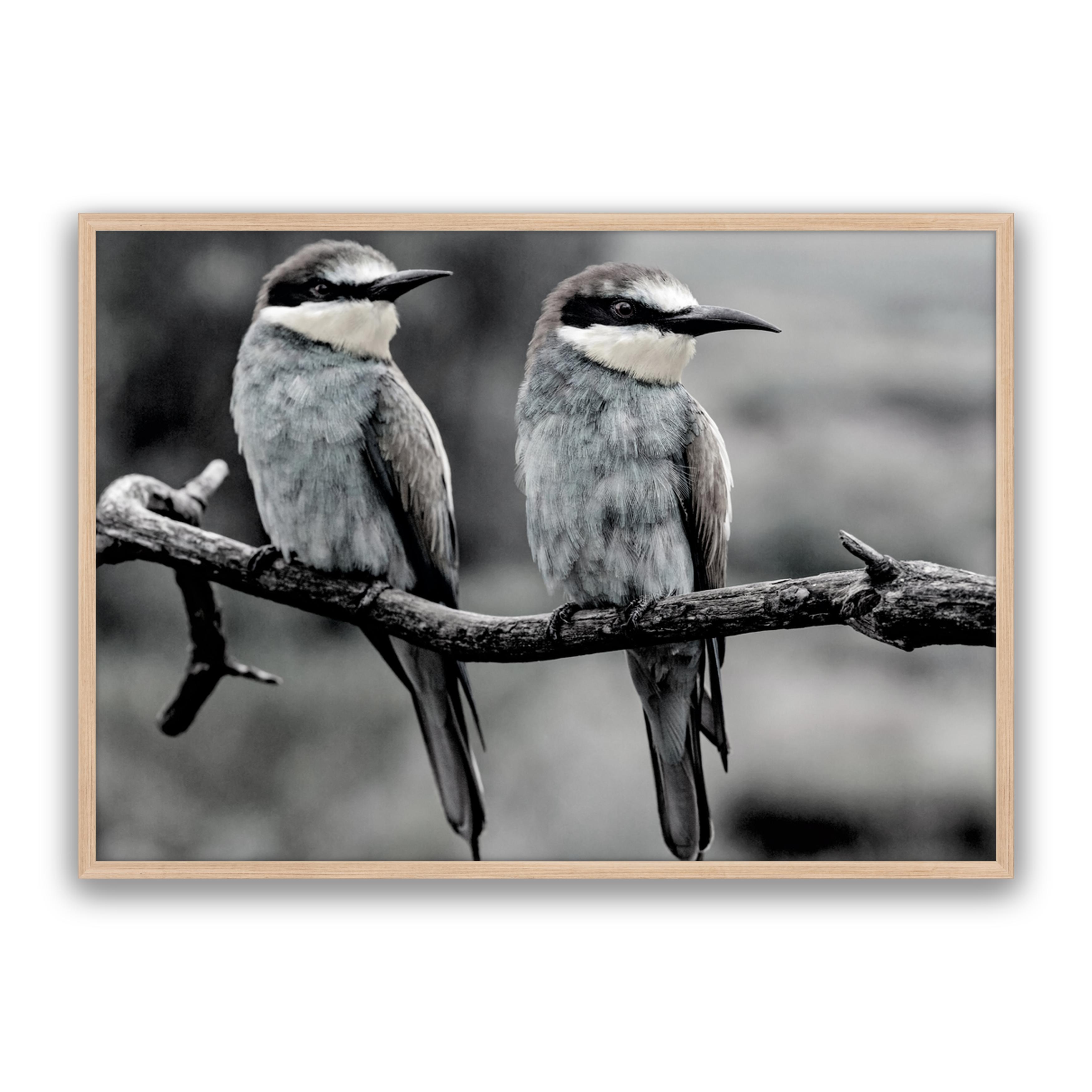 Silver Birds