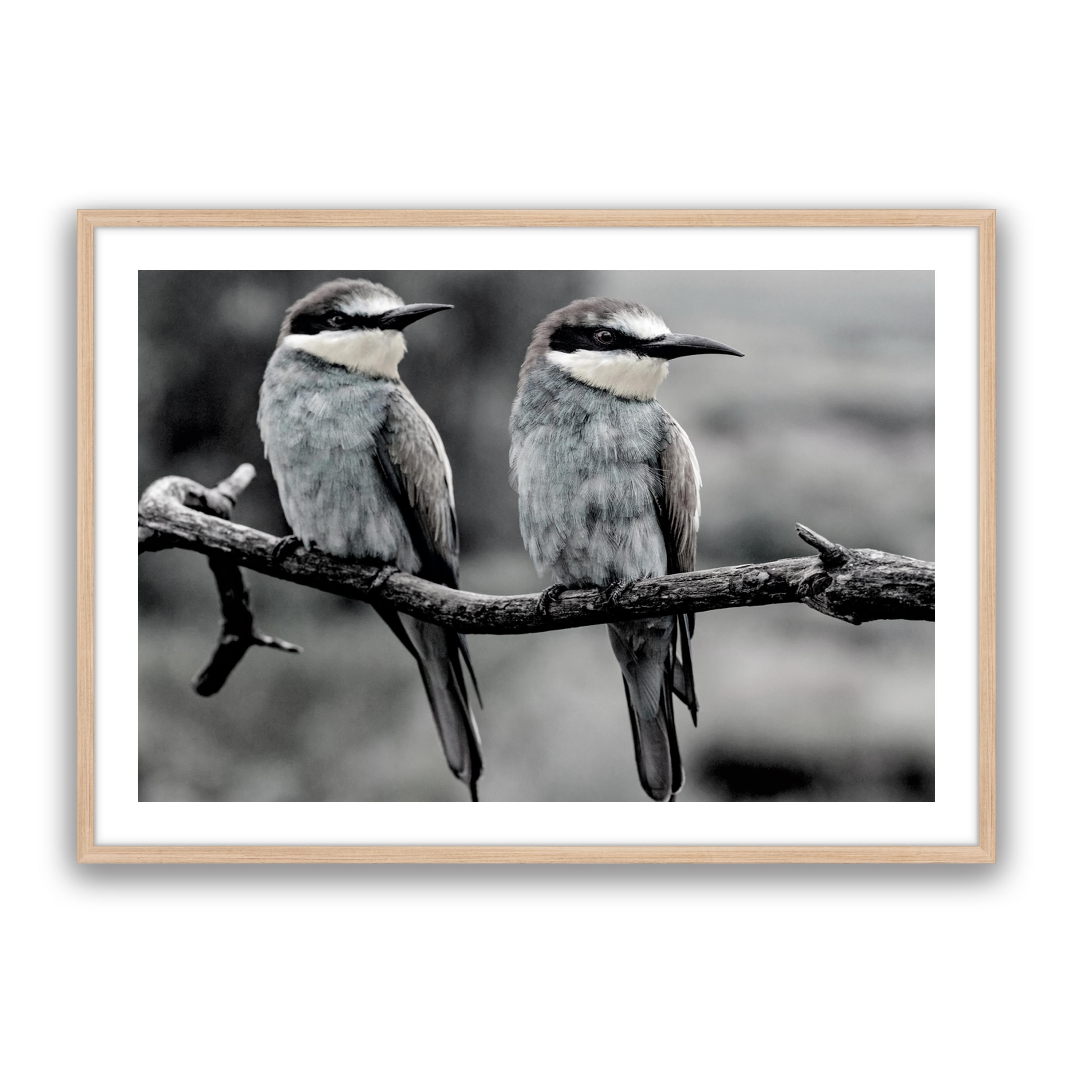 Silver Birds