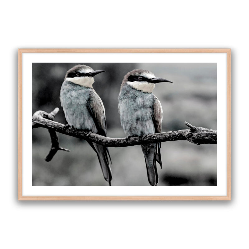 Silver Birds