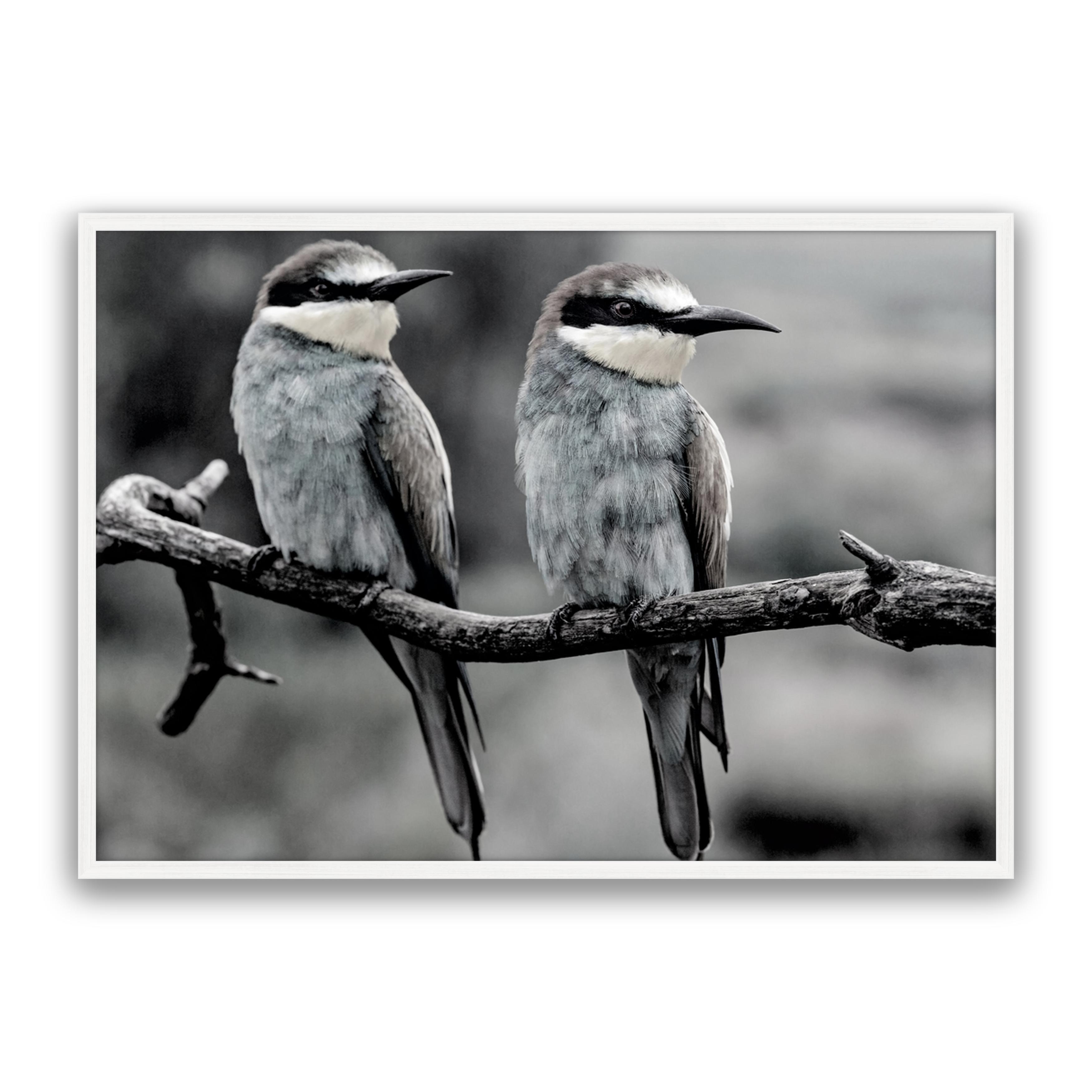 Silver Birds
