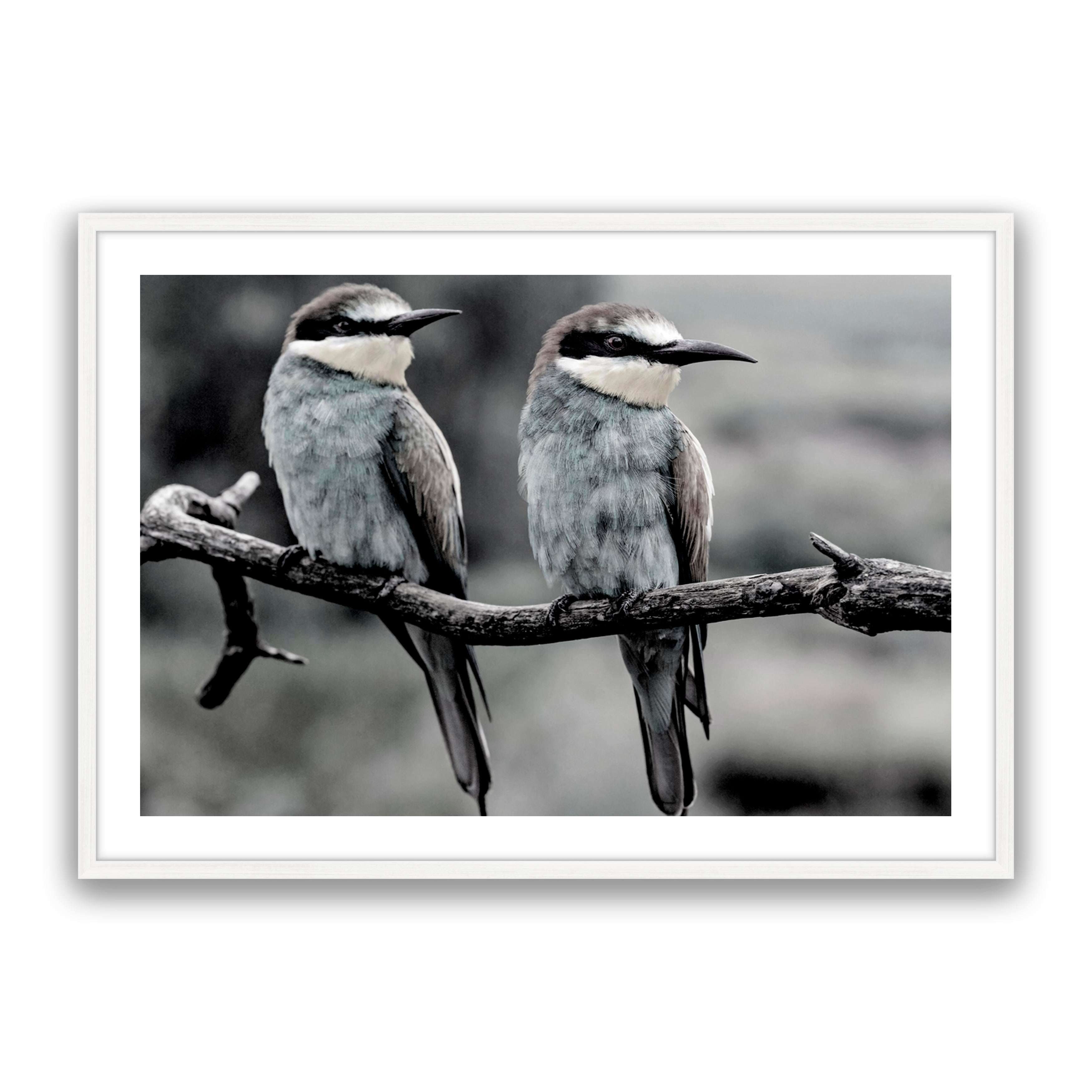 Silver Birds