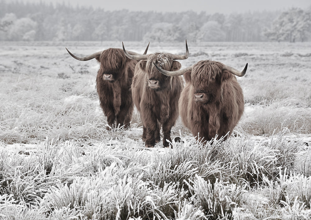 Highlanders