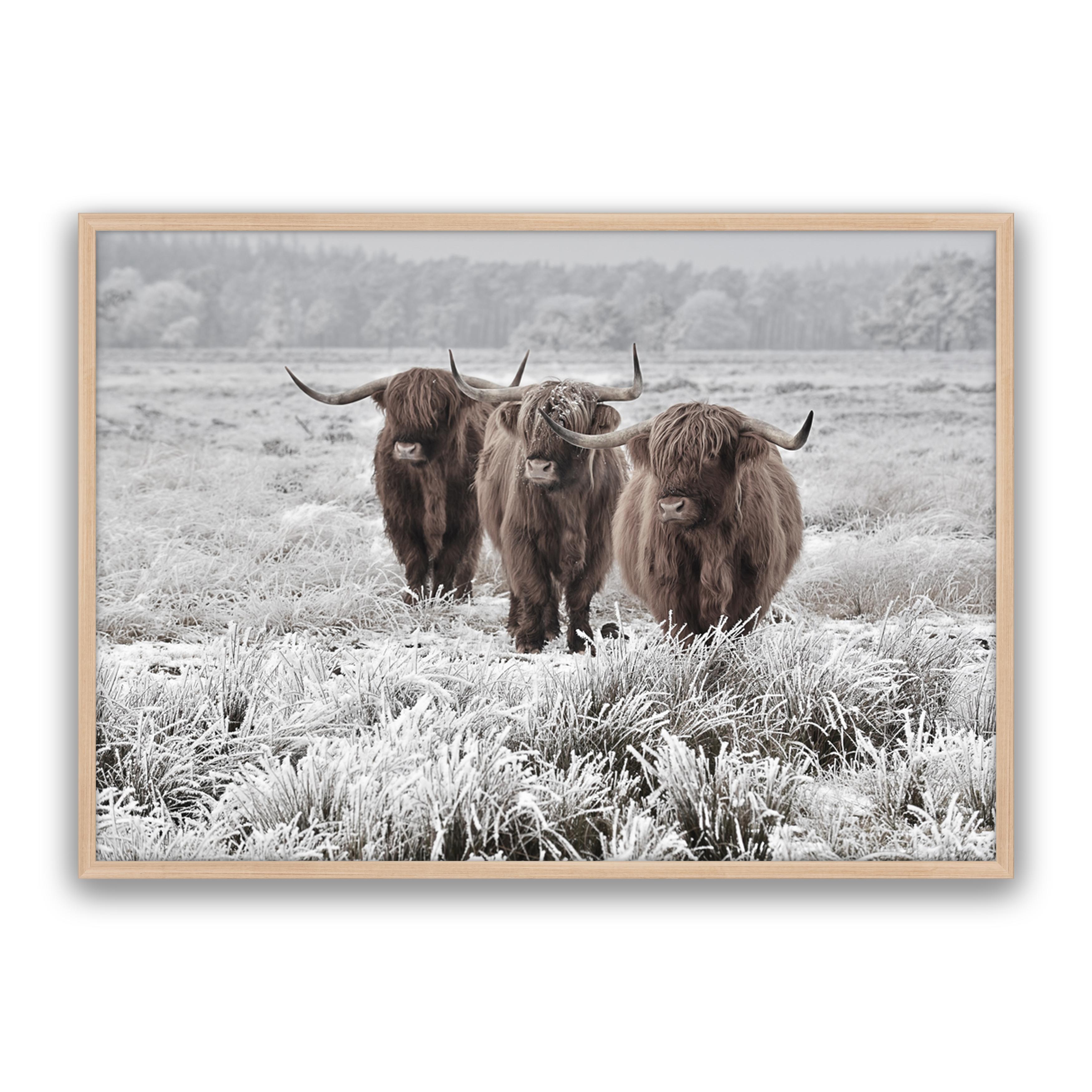 Highlanders