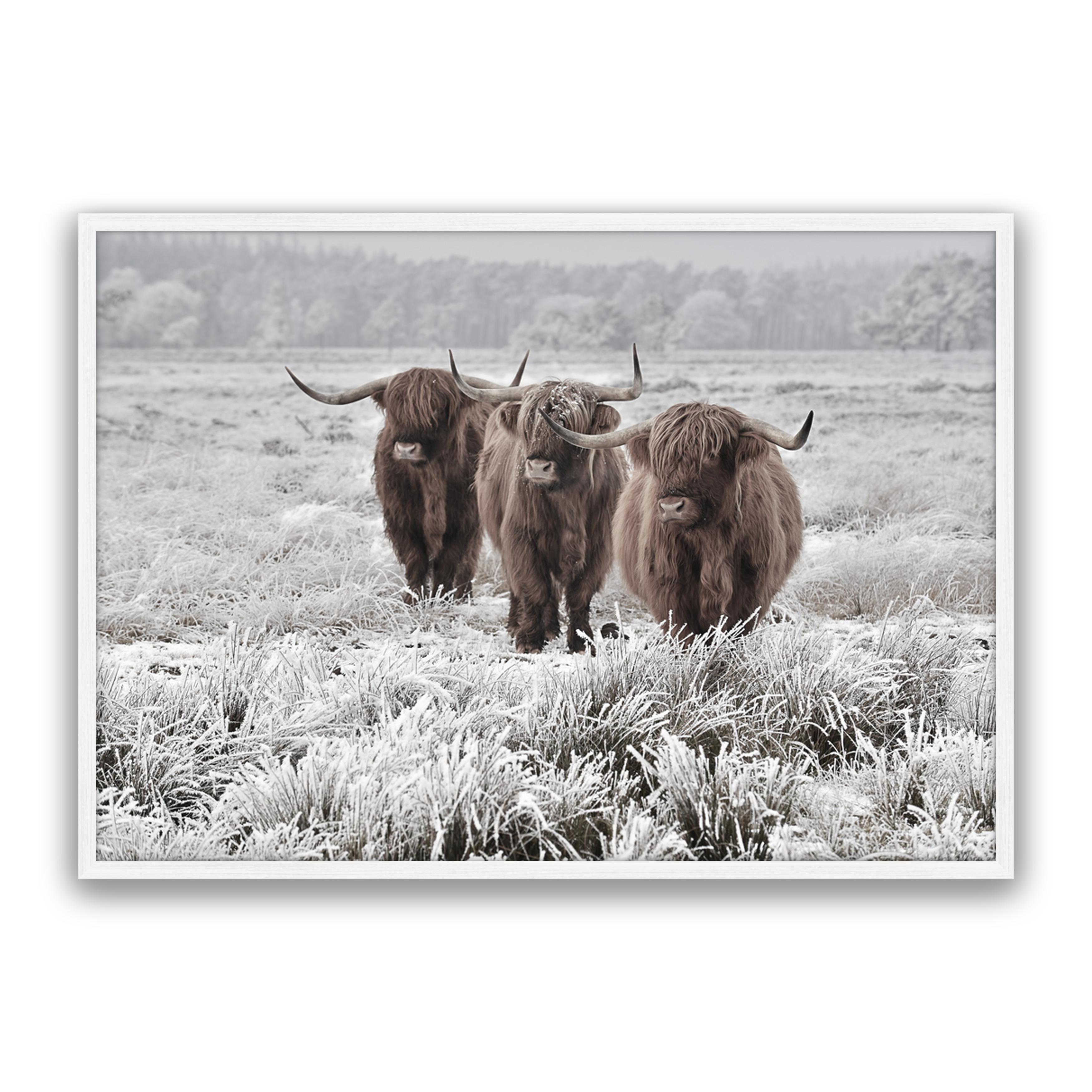 Highlanders