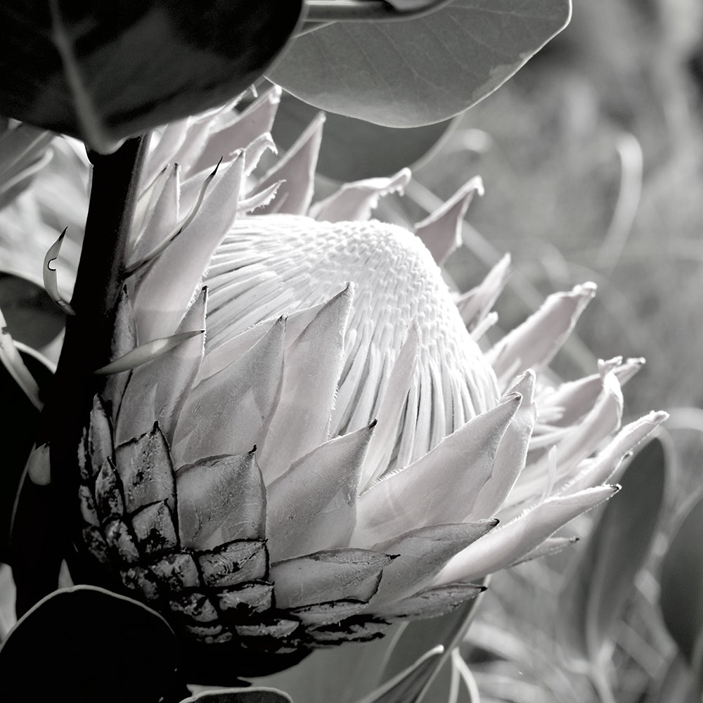 Soft Banksia Square