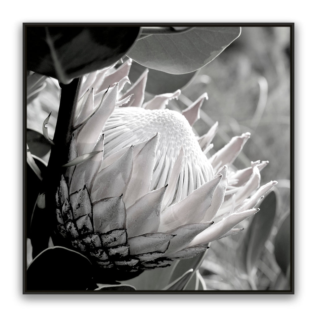 Soft Banksia Square