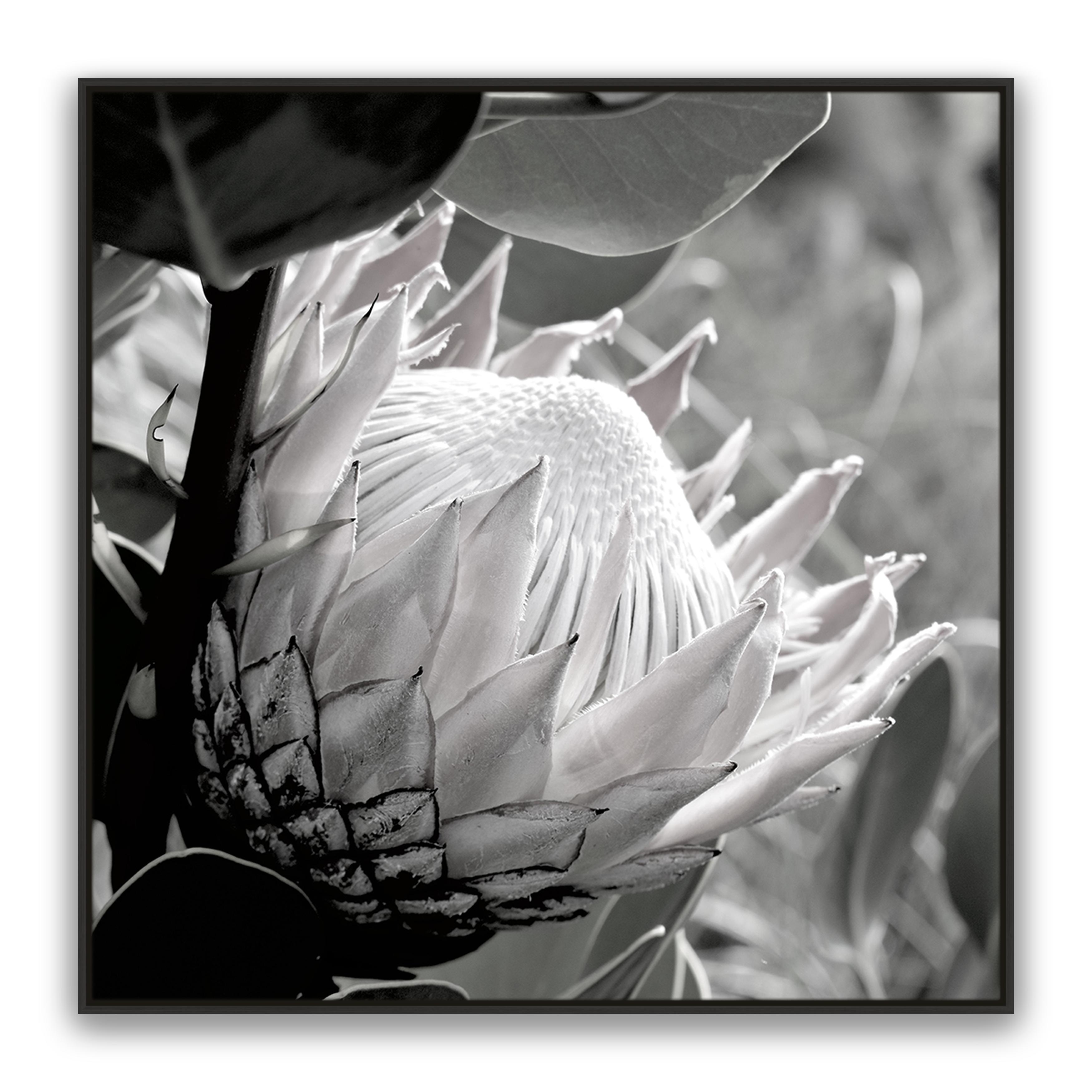 Soft Banksia Square