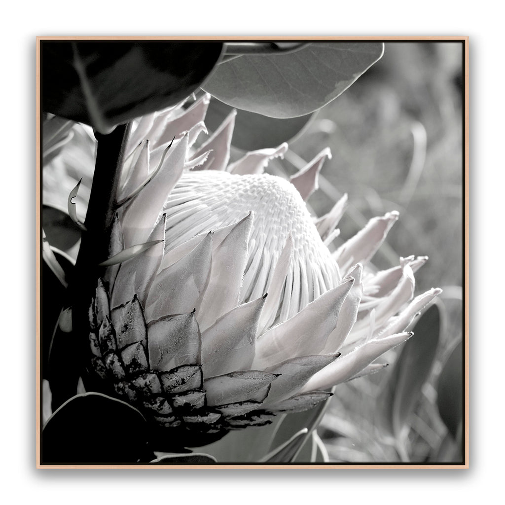 Soft Banksia Square