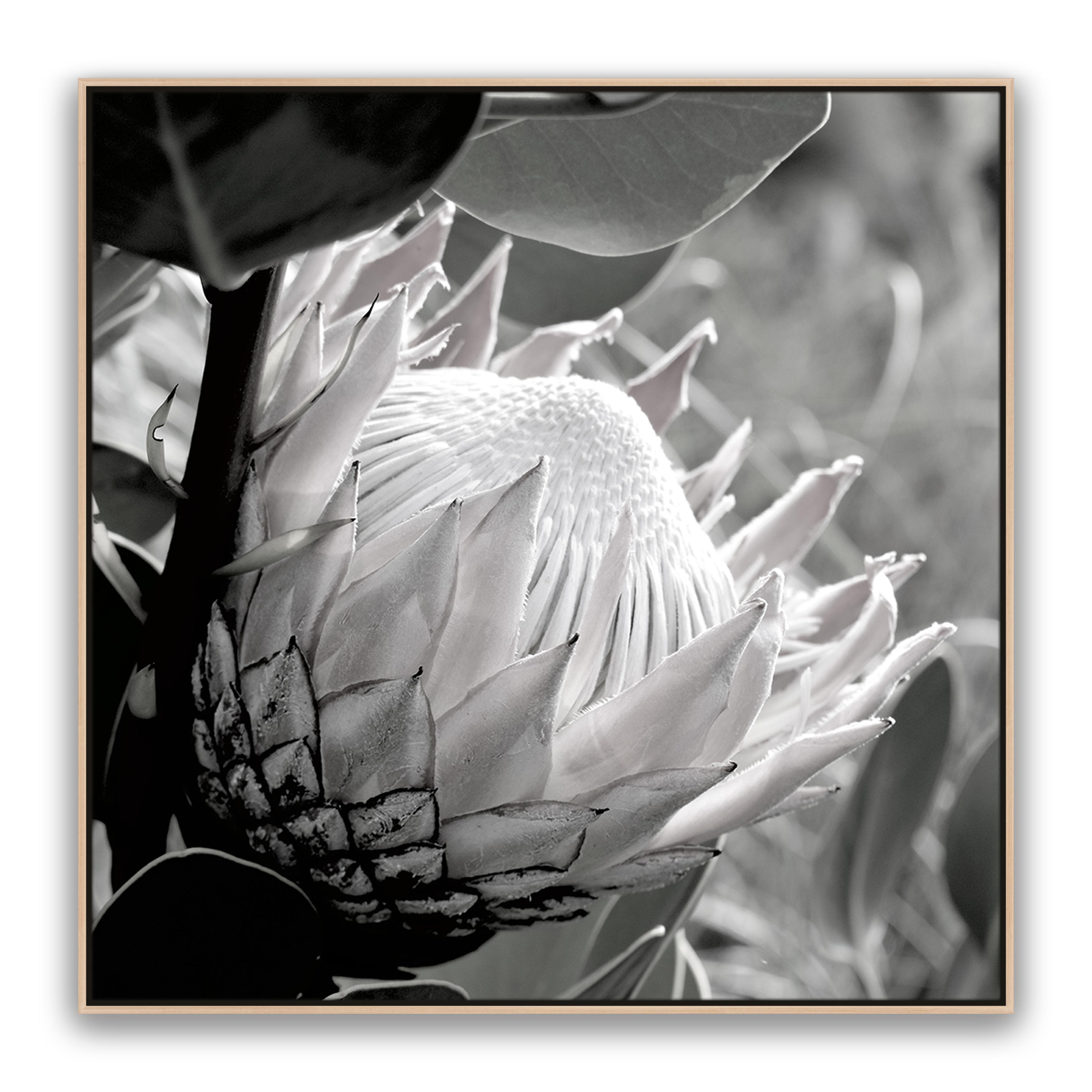 Soft Banksia Square