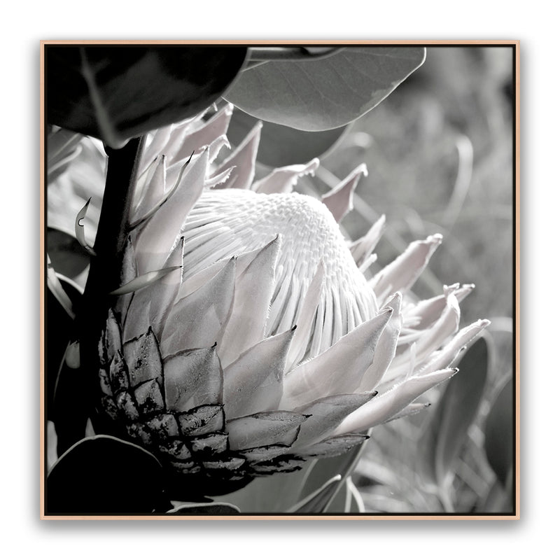 Soft Banksia Square