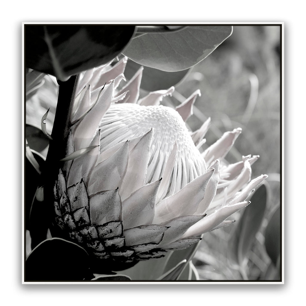 Soft Banksia Square