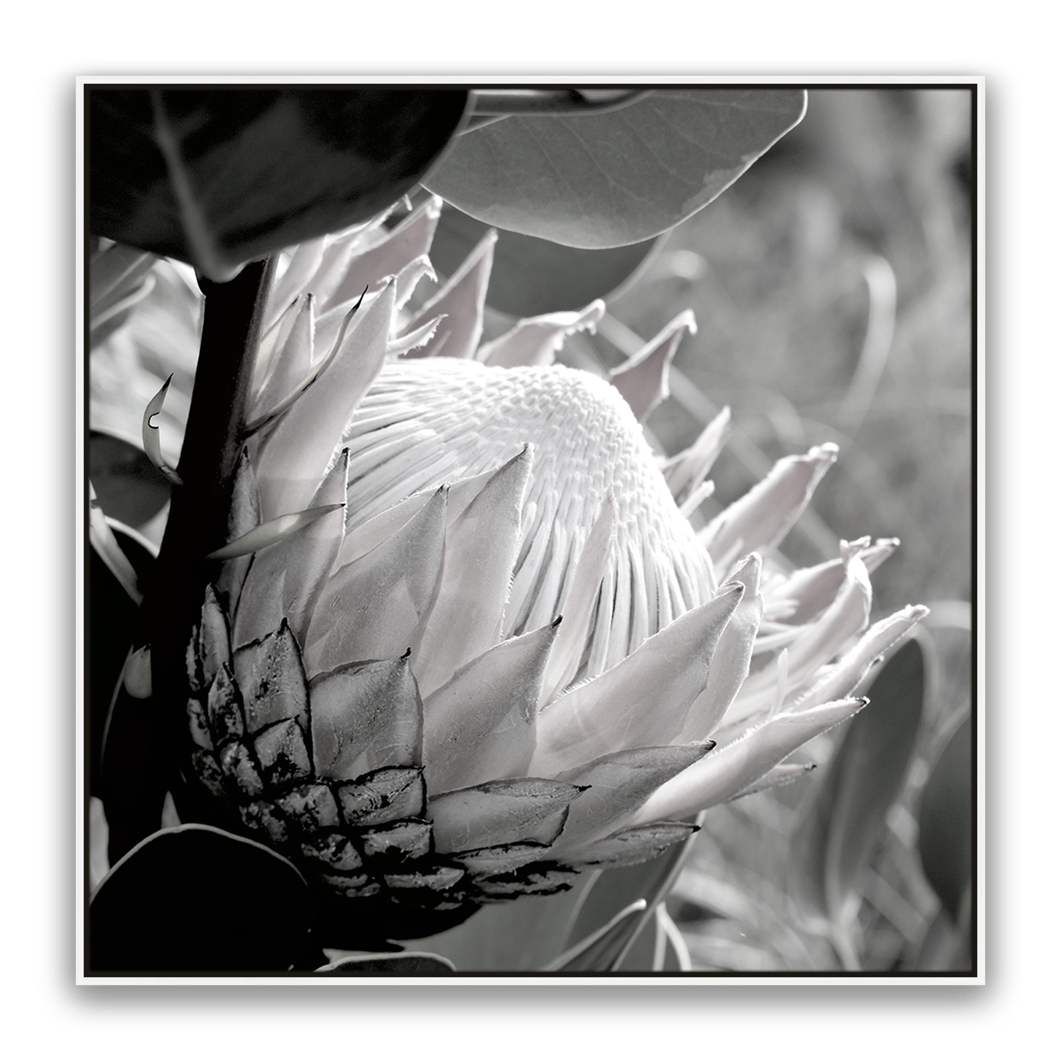 Soft Banksia Square