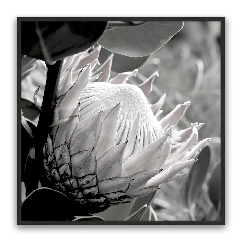 Soft Banksia Square