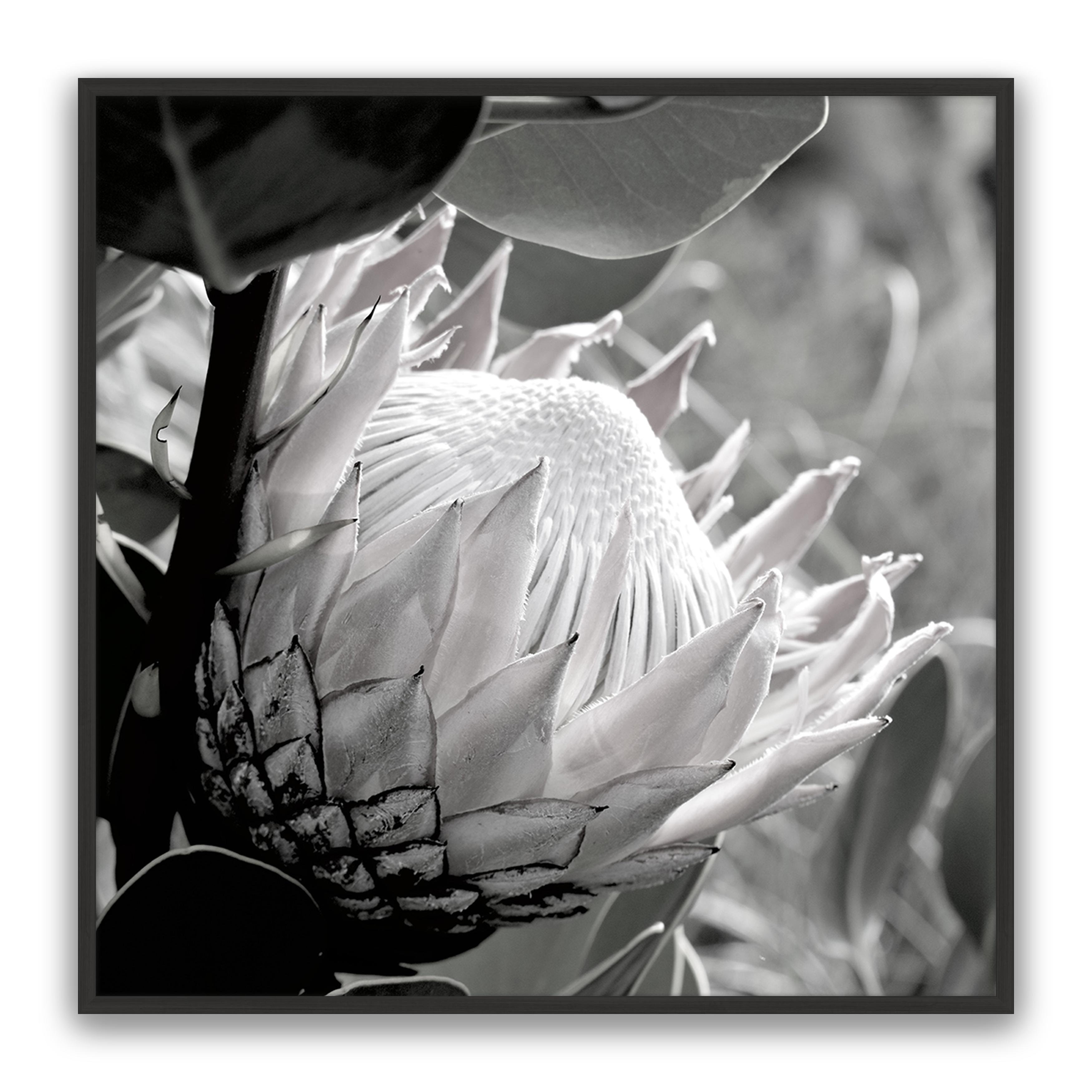 Soft Banksia Square