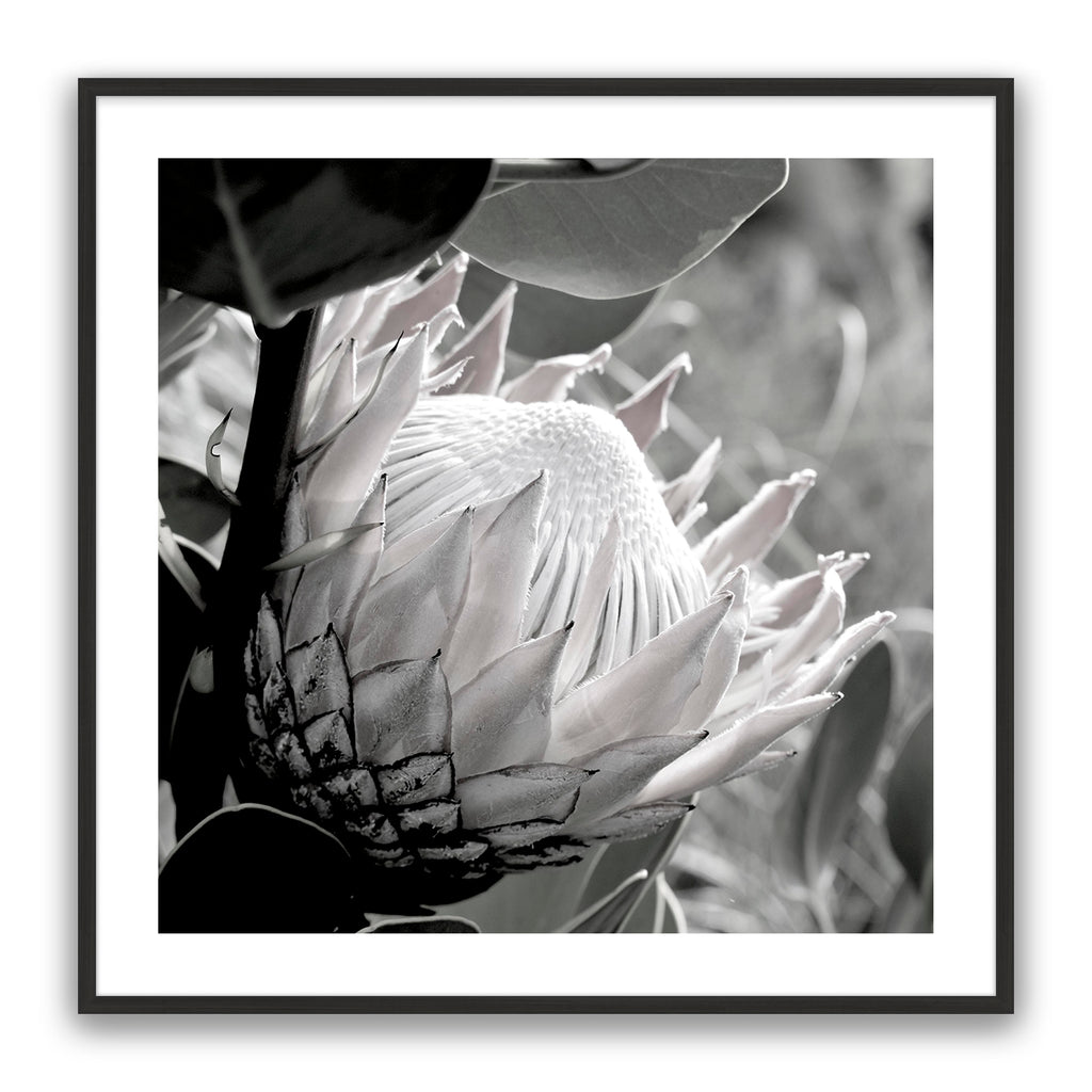 Soft Banksia Square