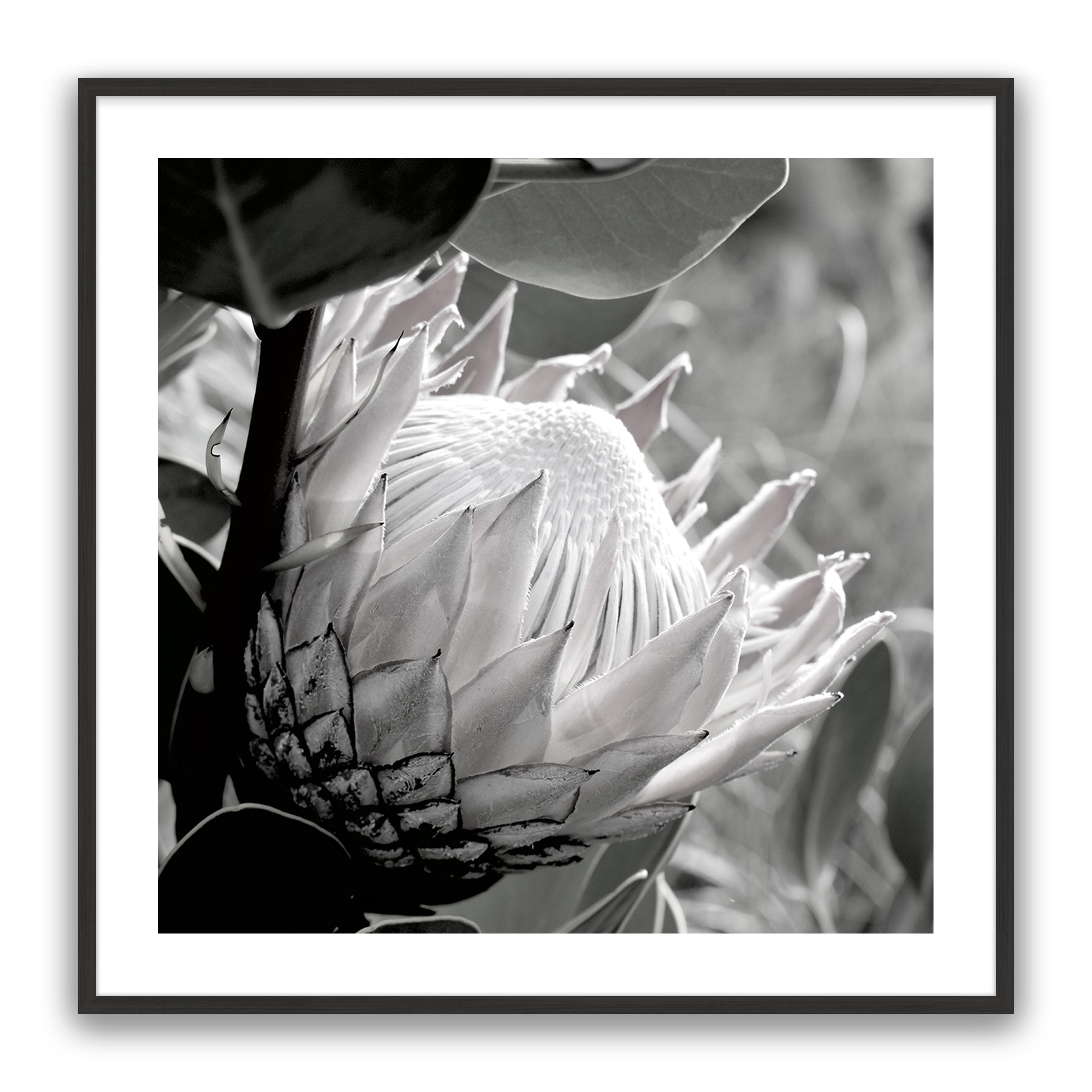 Soft Banksia Square