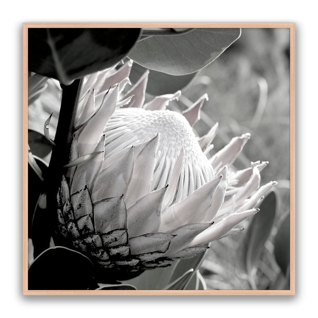 Soft Banksia Square