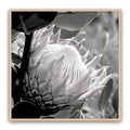 Soft Banksia Square