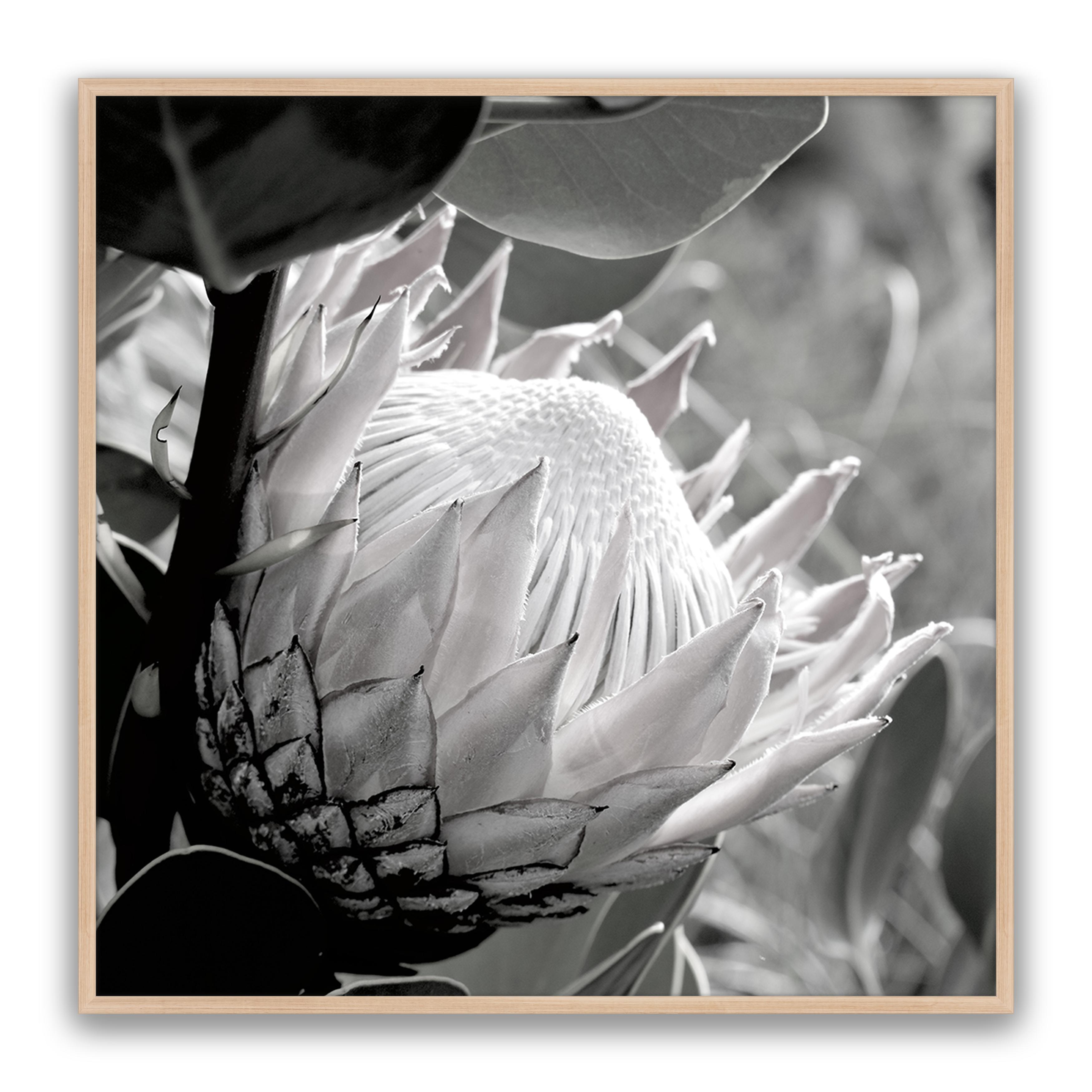 Soft Banksia Square