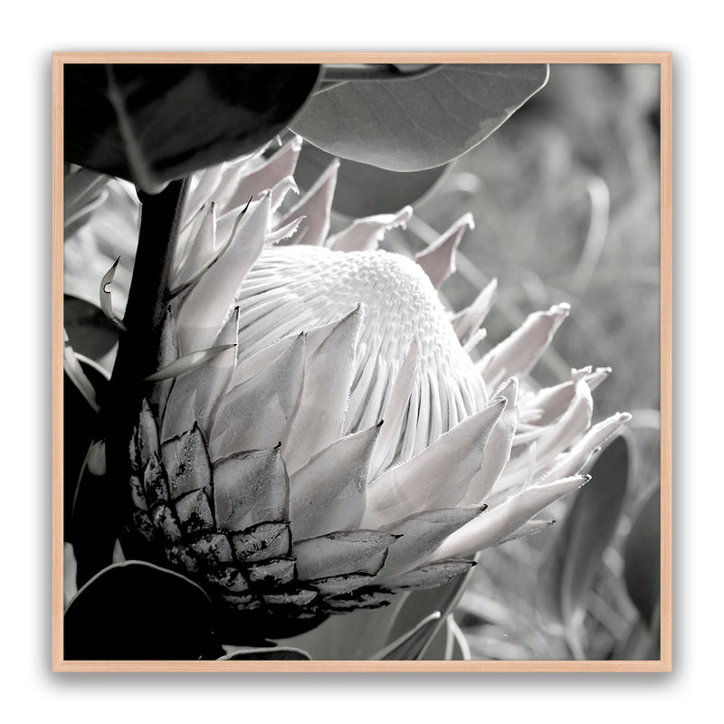 Soft Banksia Square