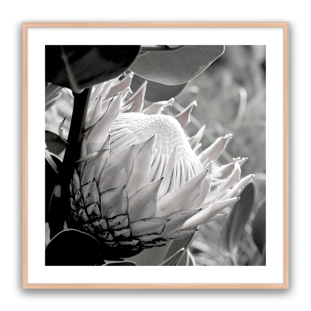 Soft Banksia Square